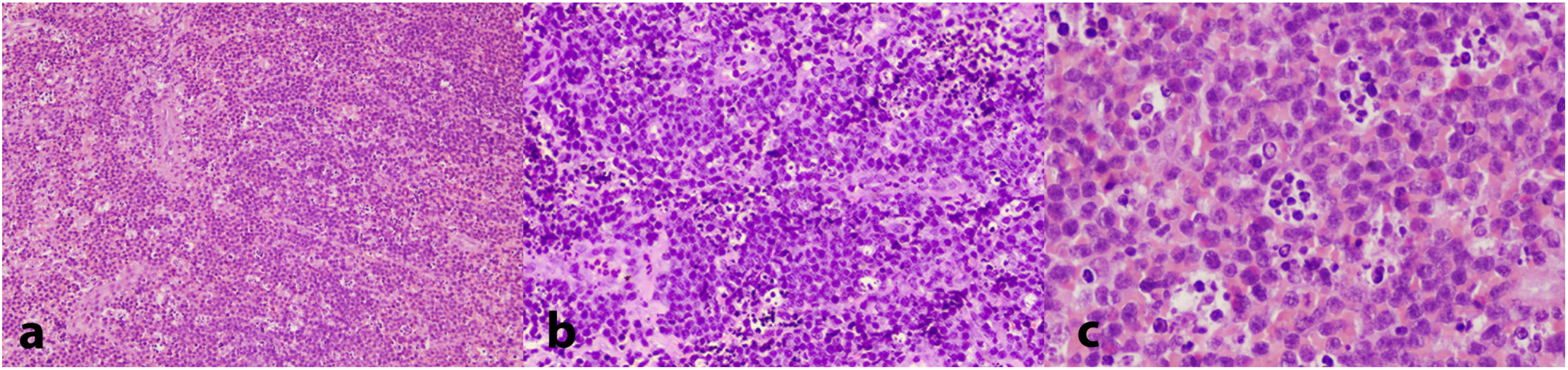 Dentistry 13 00006 g004 Dentistry 13 00006 g004