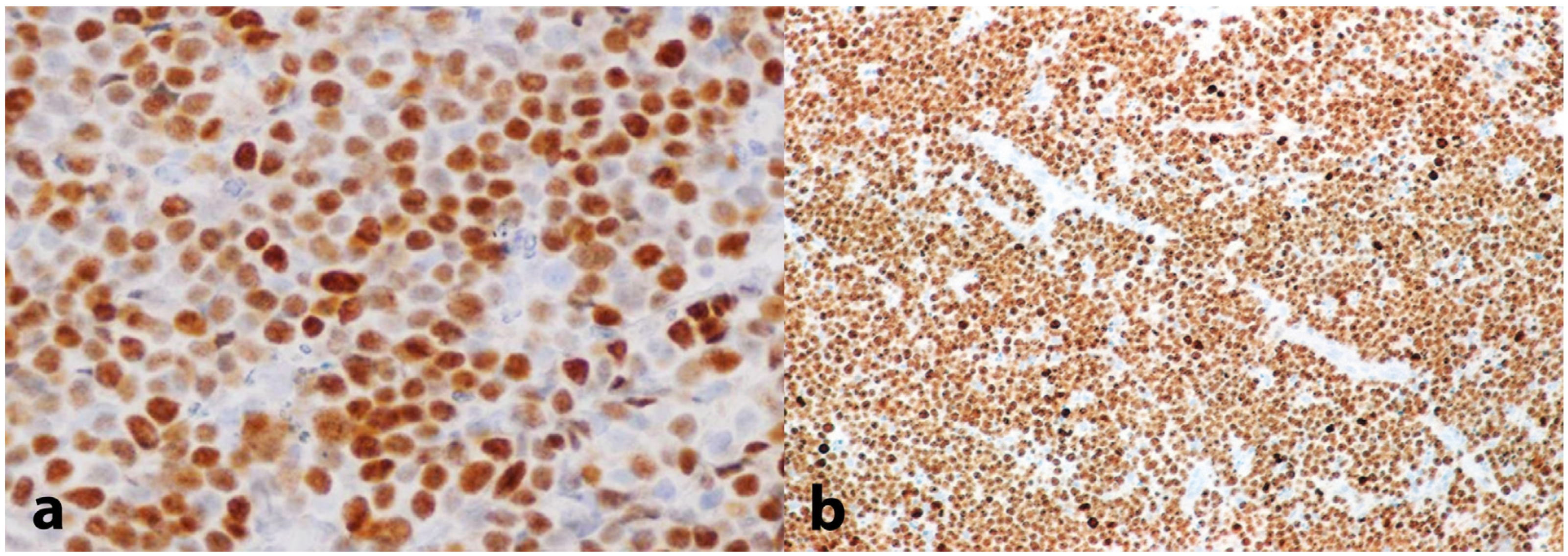 Dentistry 13 00006 g005 Dentistry 13 00006 g005