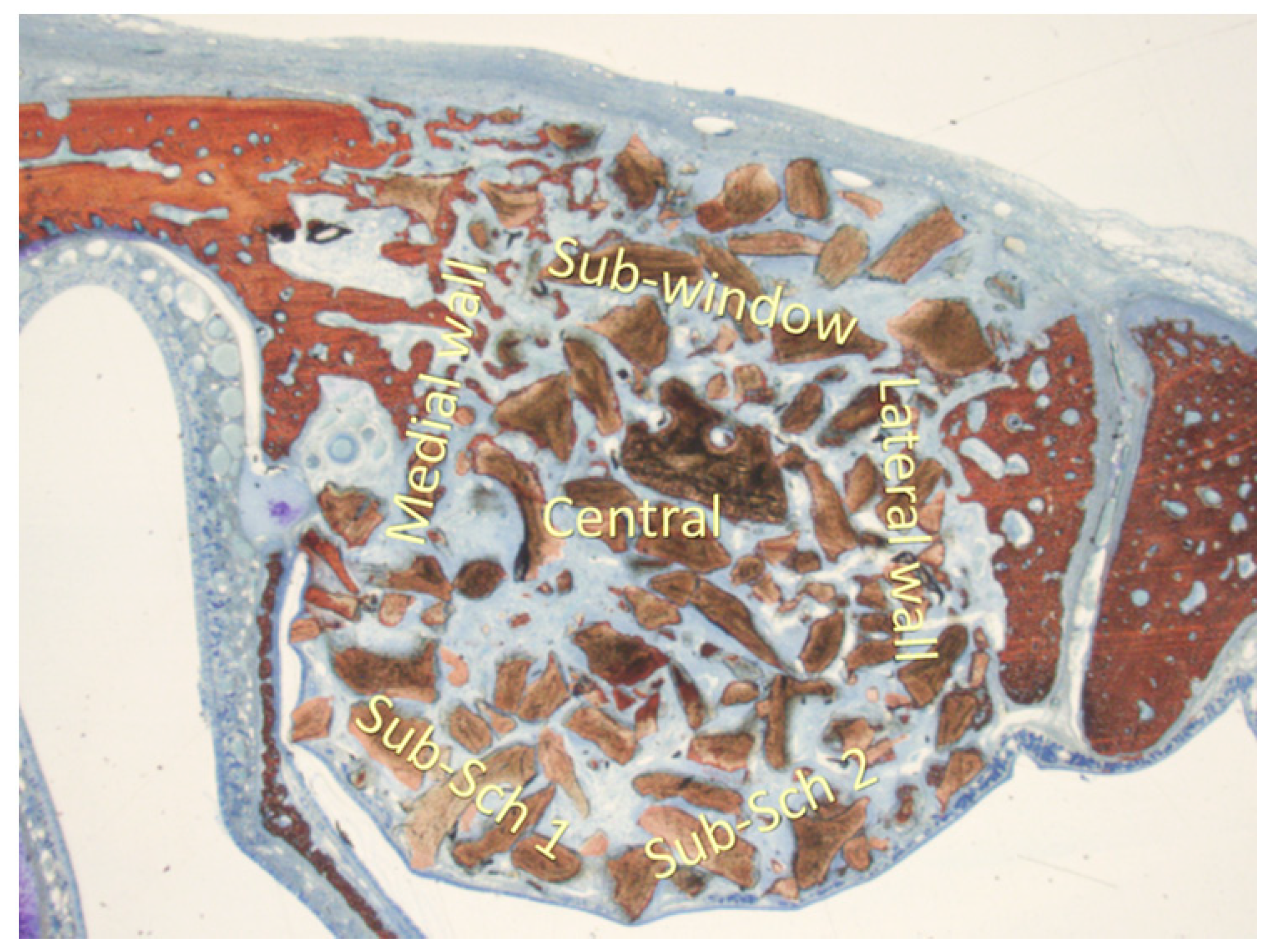 Dentistry 13 00019 g002