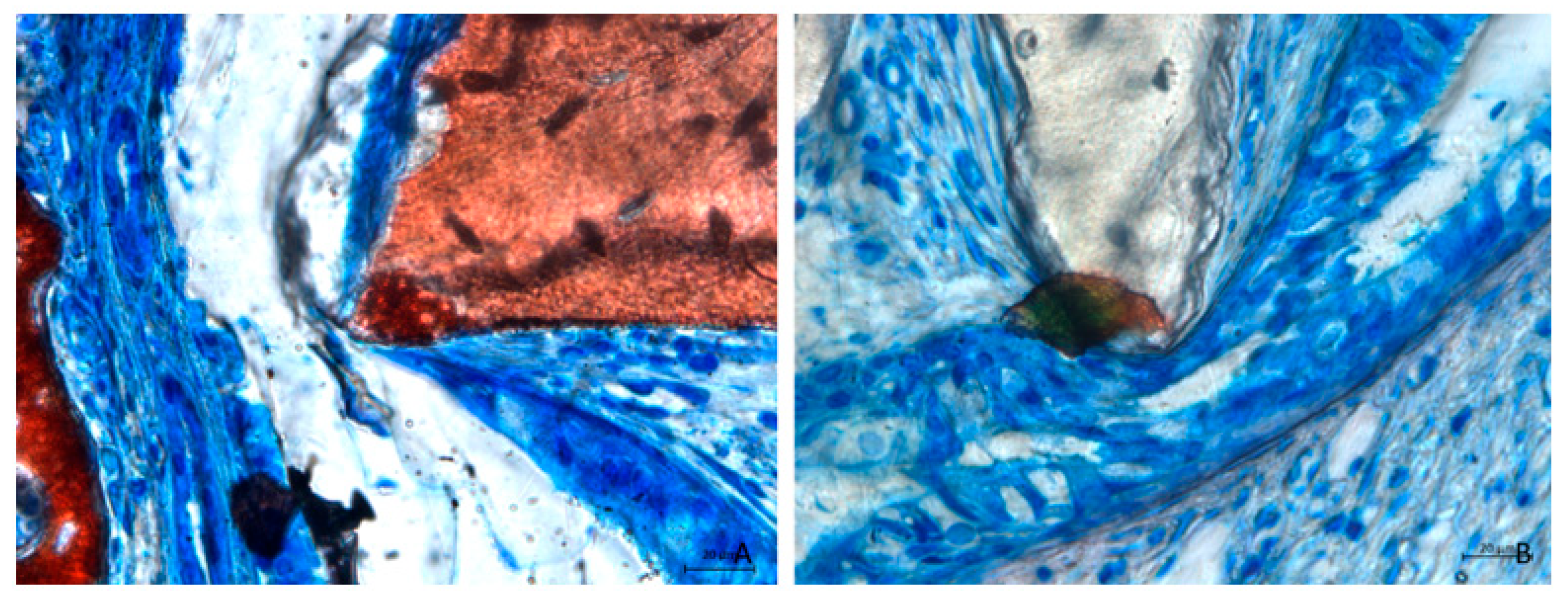 Dentistry 13 00019 g007