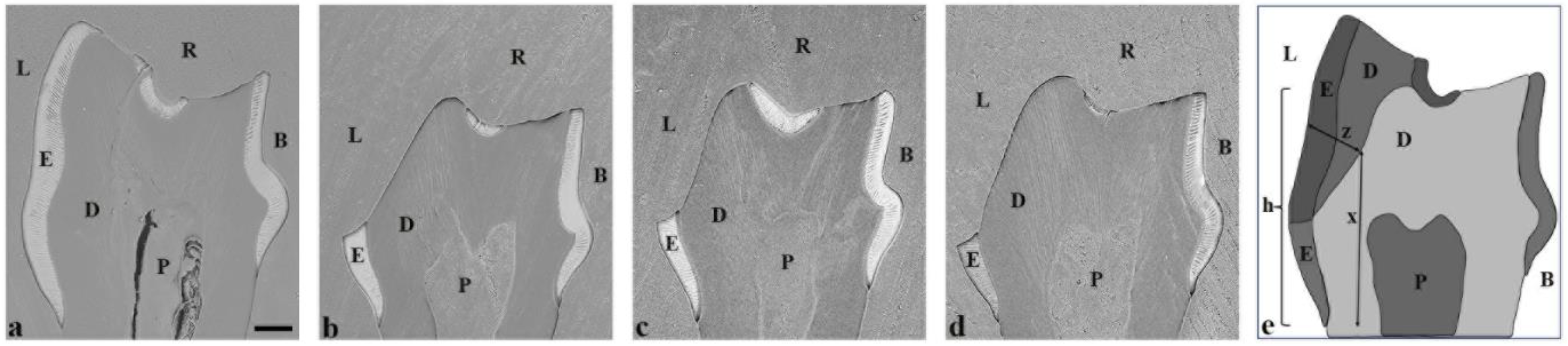 Dentistry 13 00046 g003