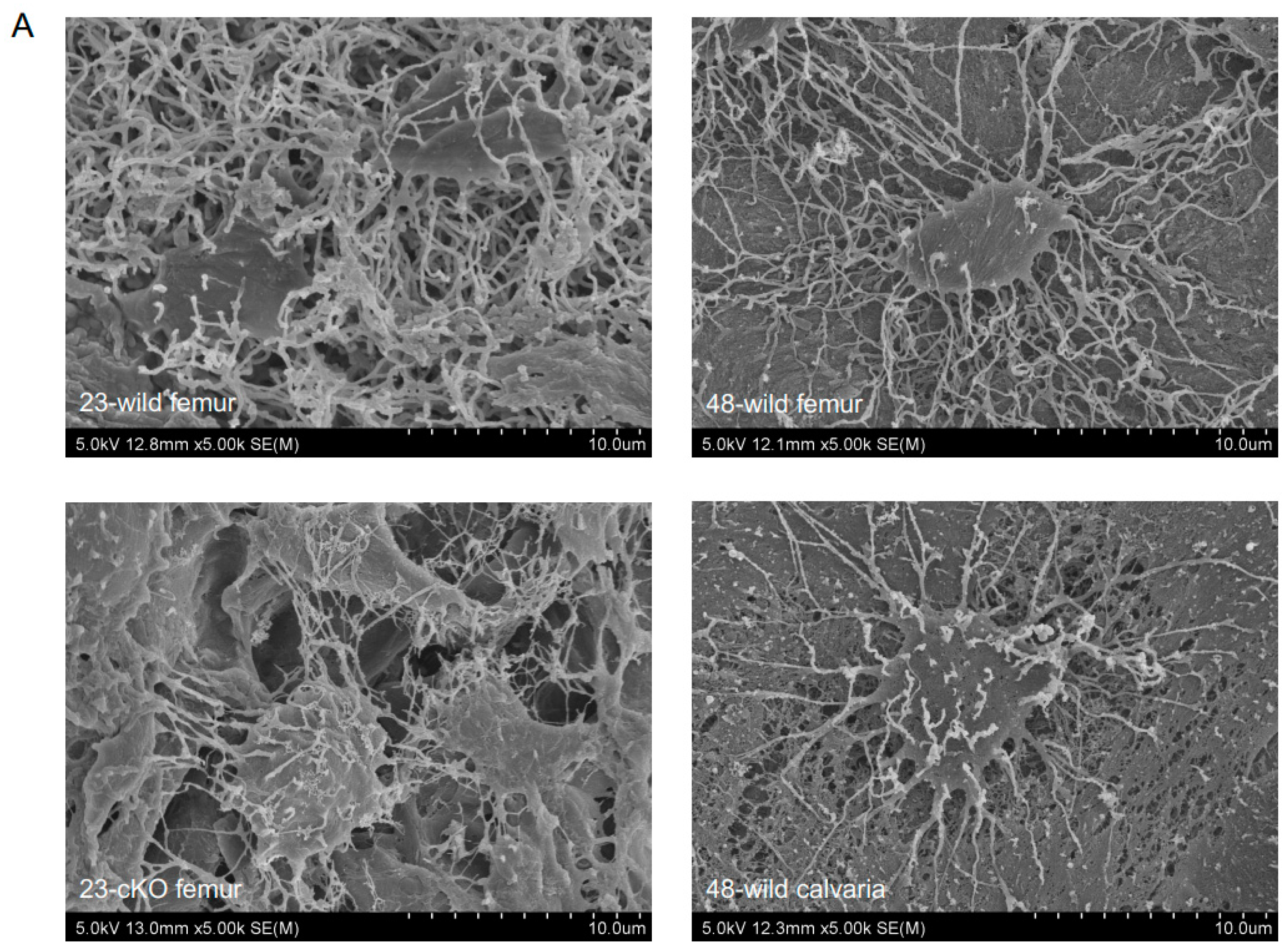Dentistry 13 00061 g002a