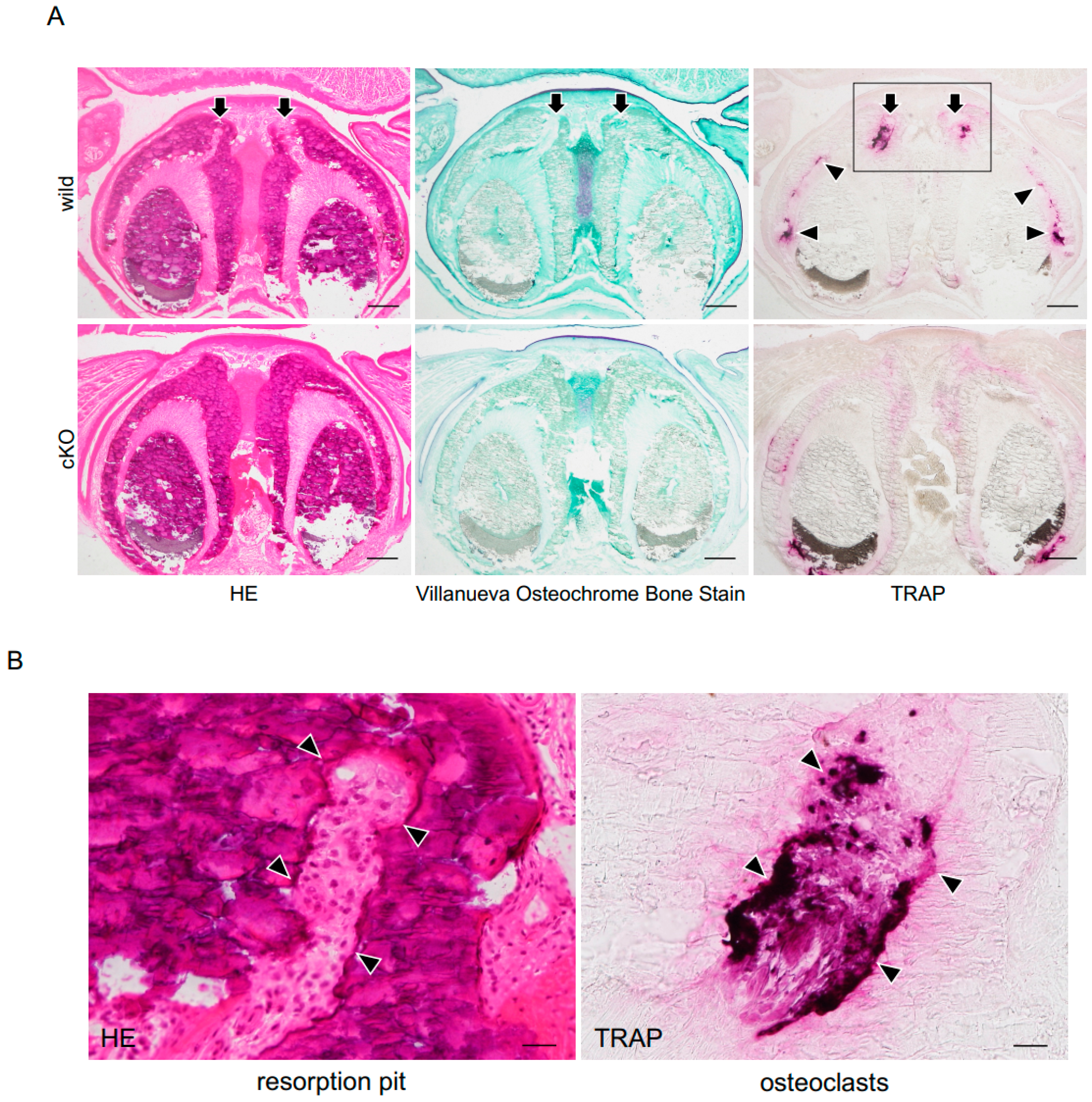 Dentistry 13 00061 g003