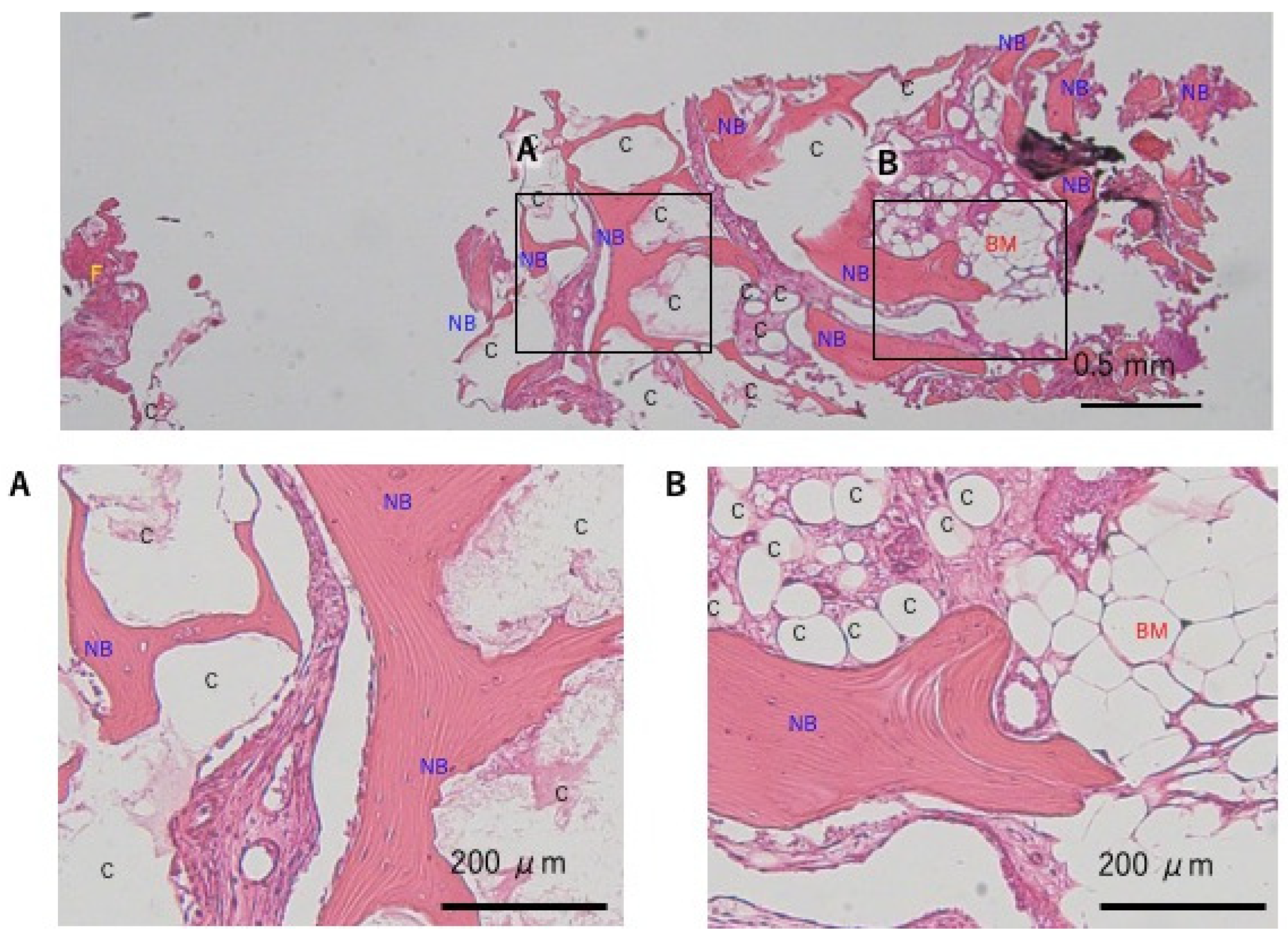 Dentistry 13 00085 g005