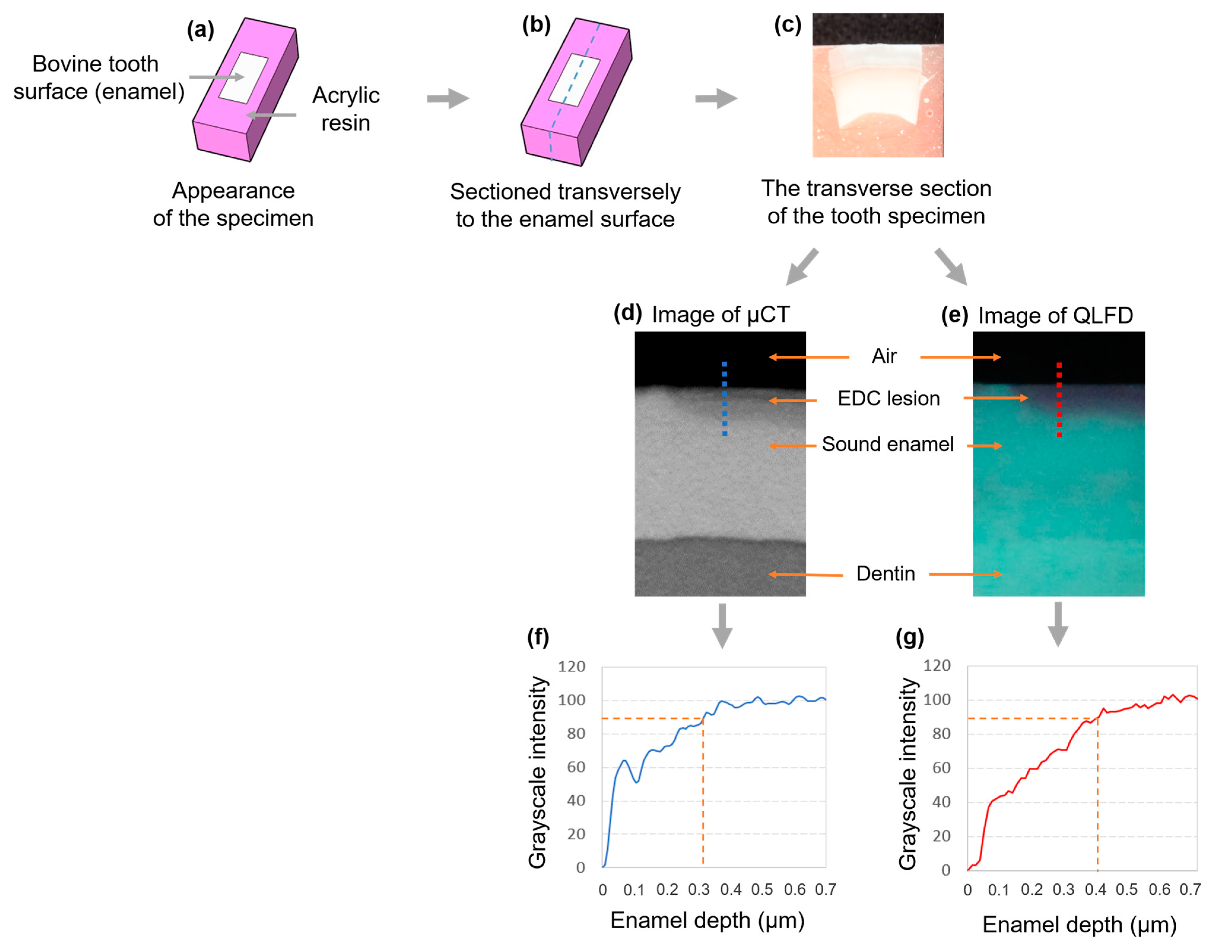 Dentistry 13 00090 g001