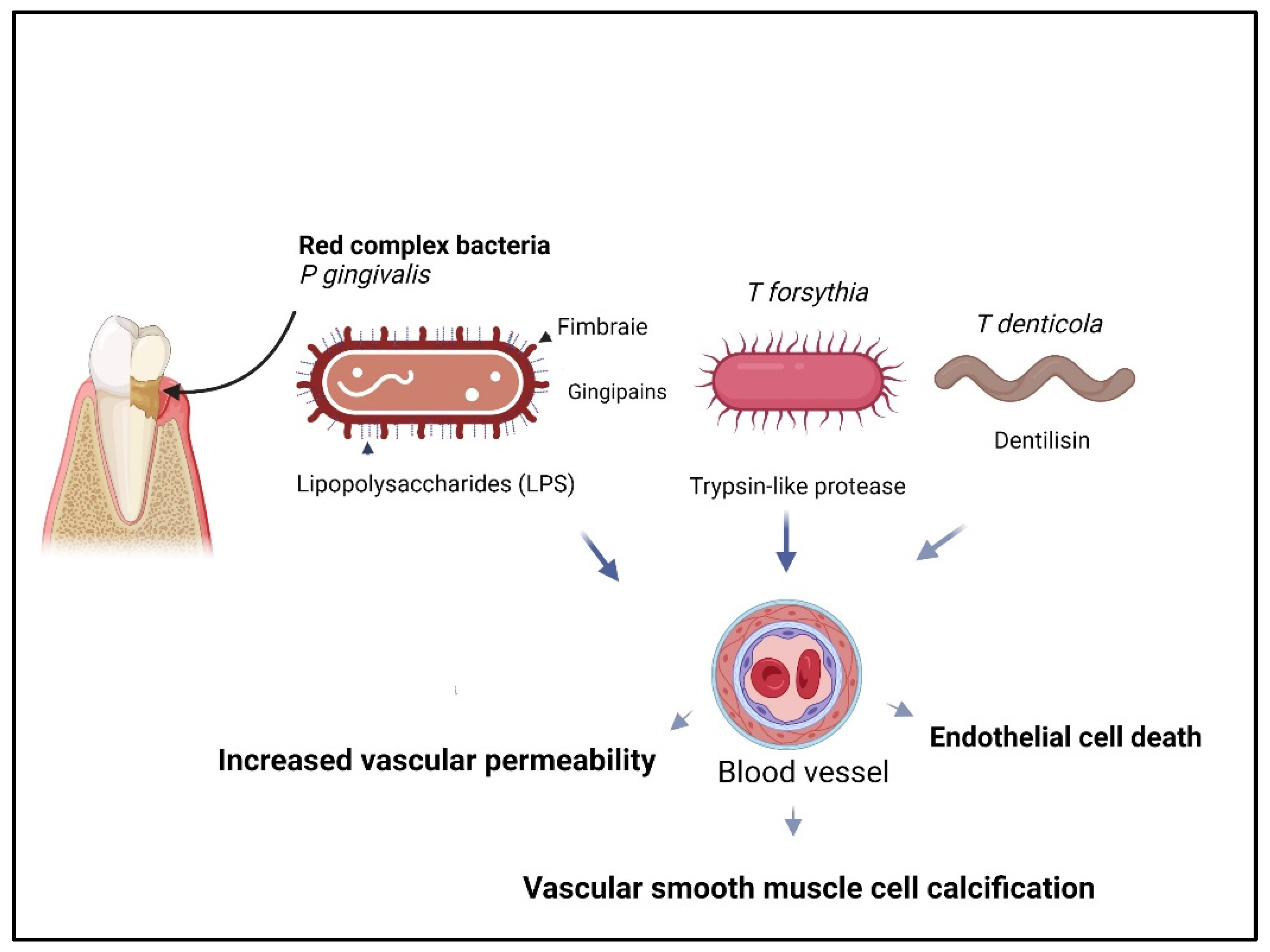 Dentistry 13 00098 g002