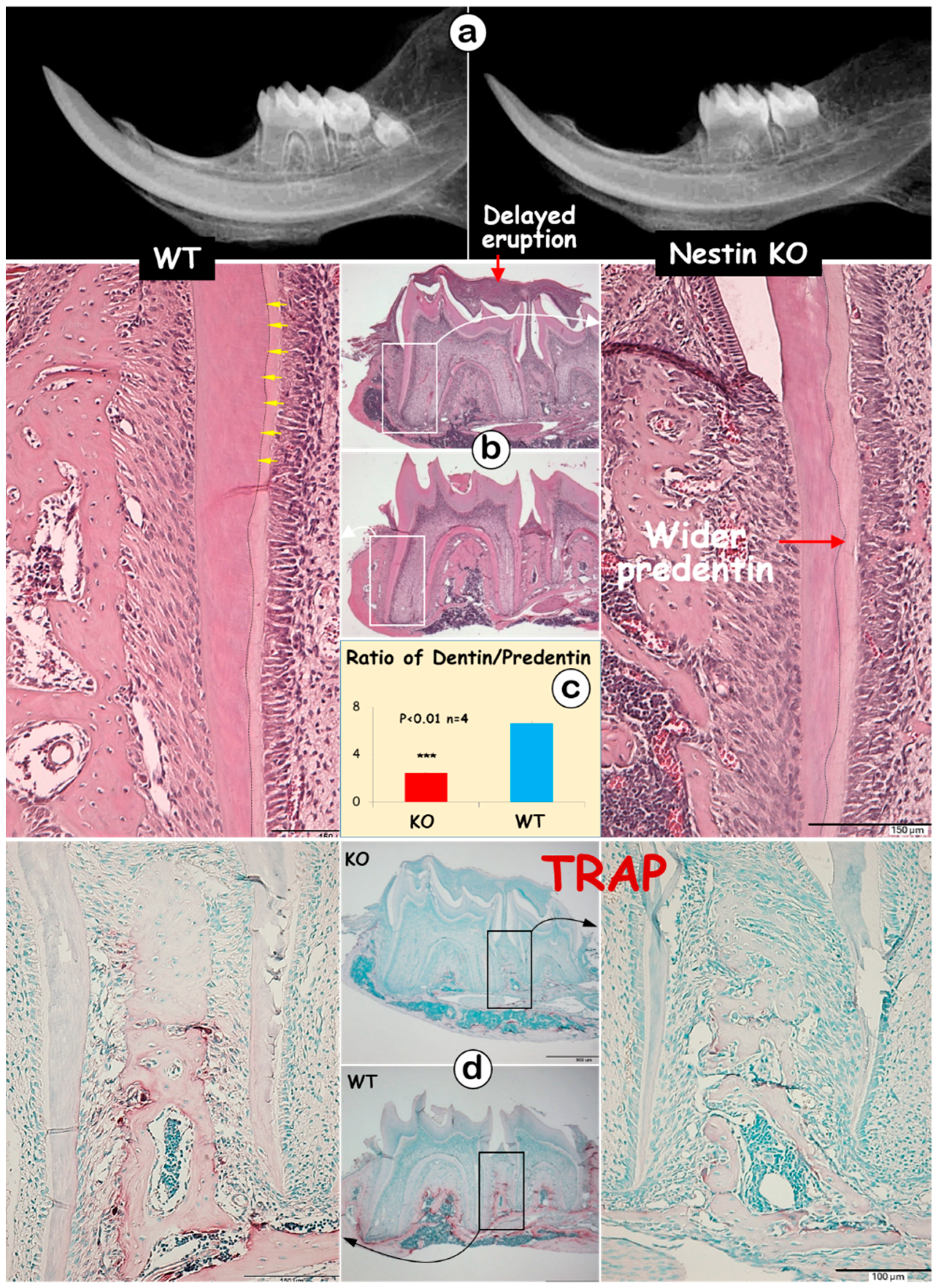 Dentistry 13 00113 g002
