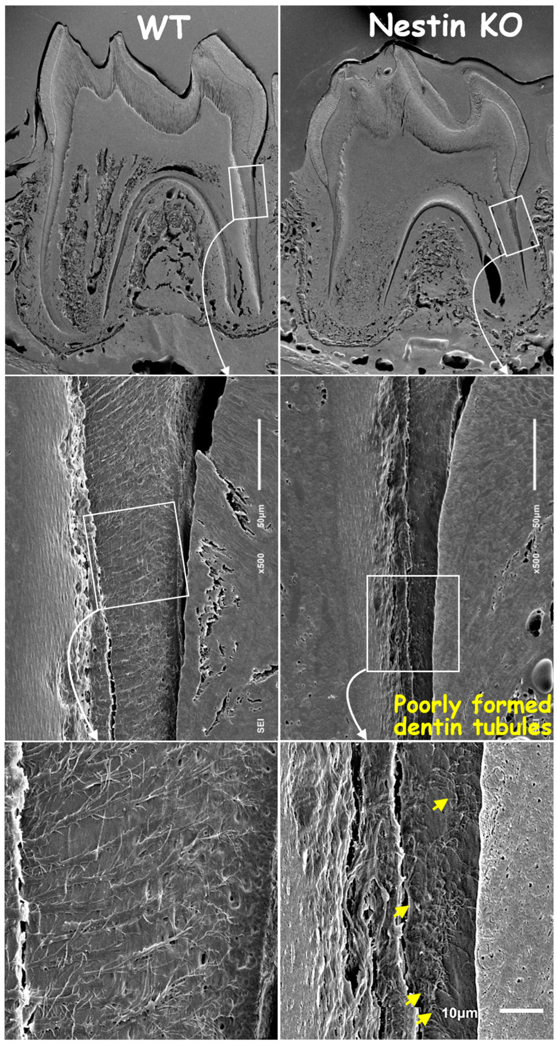 Dentistry 13 00113 g004