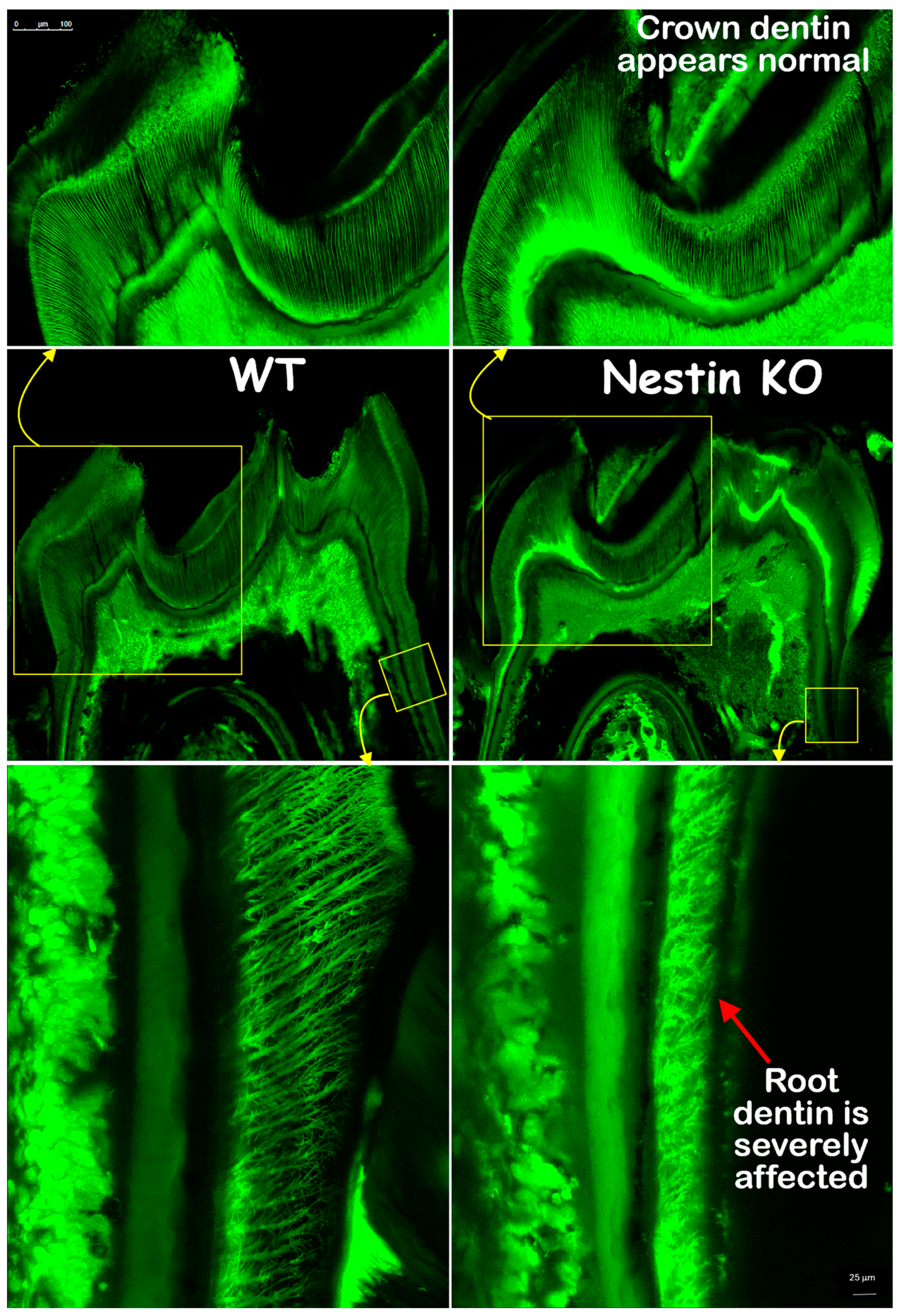 Dentistry 13 00113 g005
