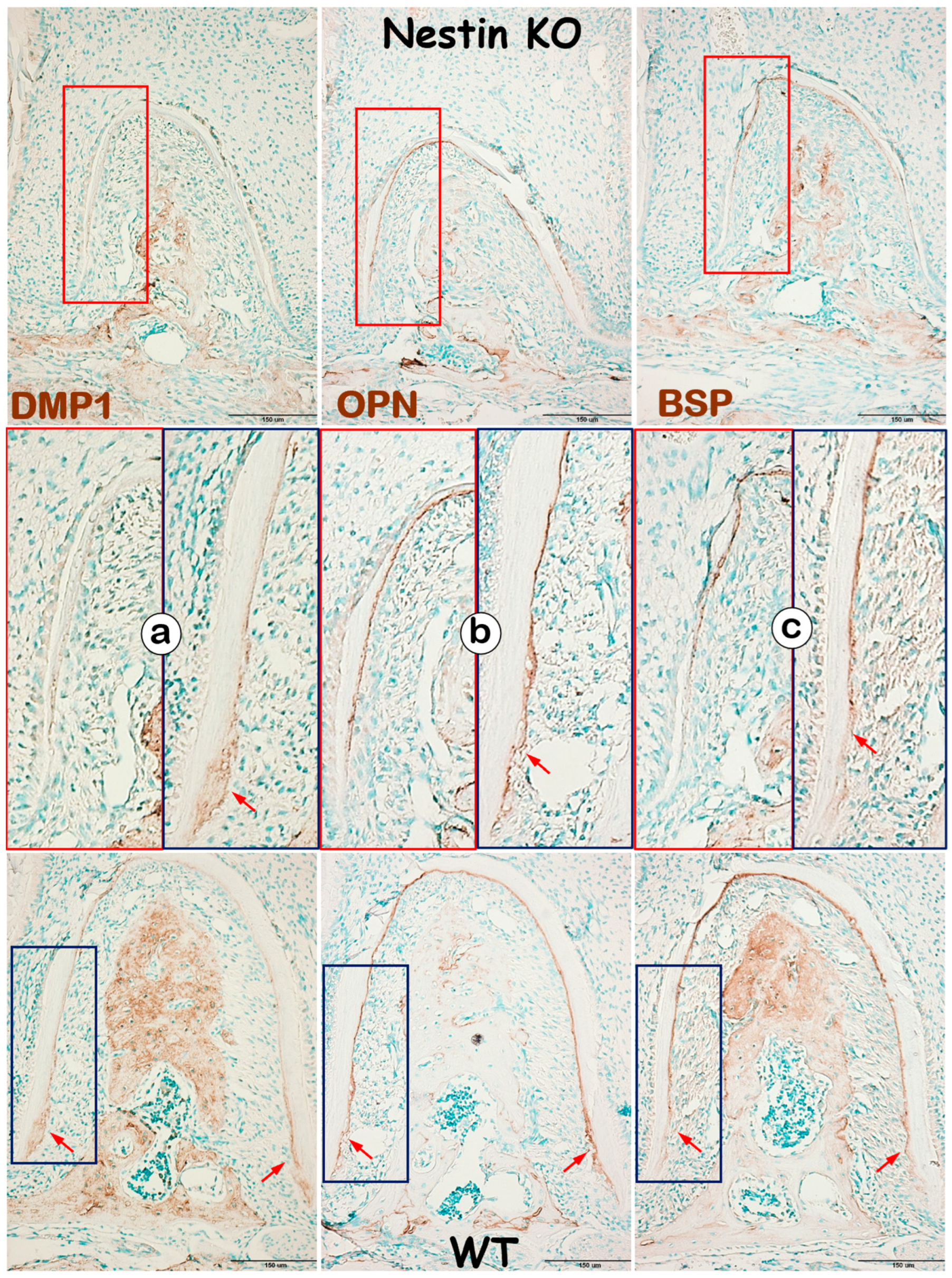 Dentistry 13 00113 g006