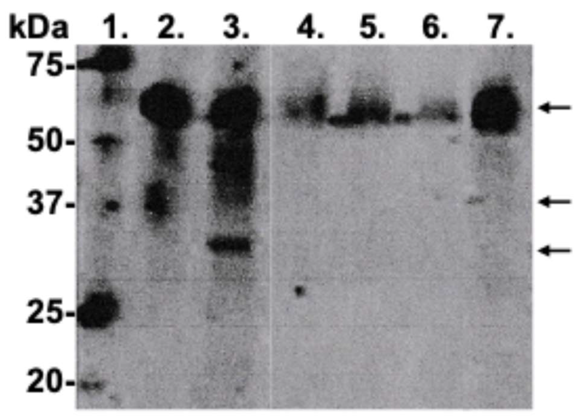 Dentistry 13 00127 g003