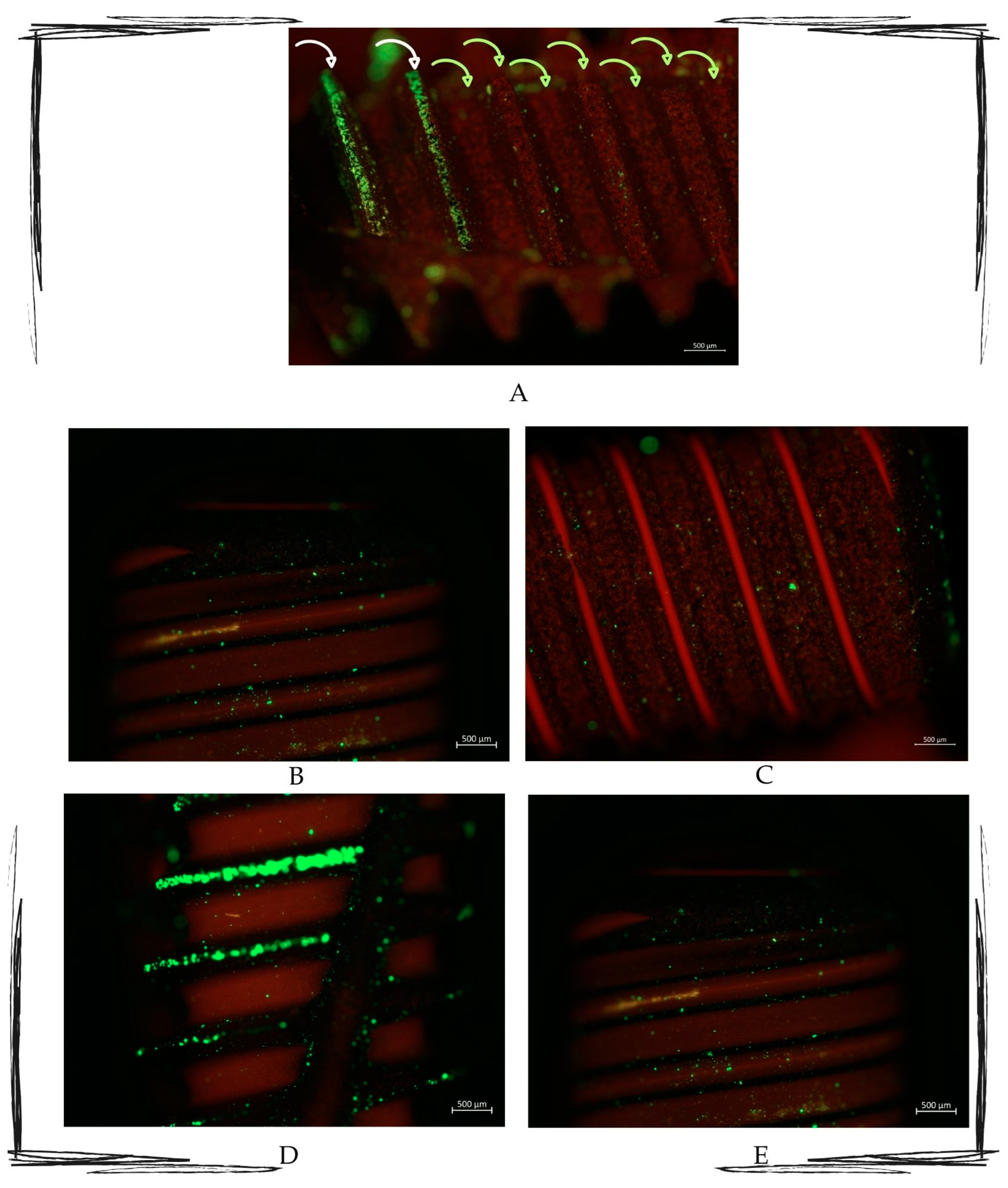 Dentistry 13 00140 g004