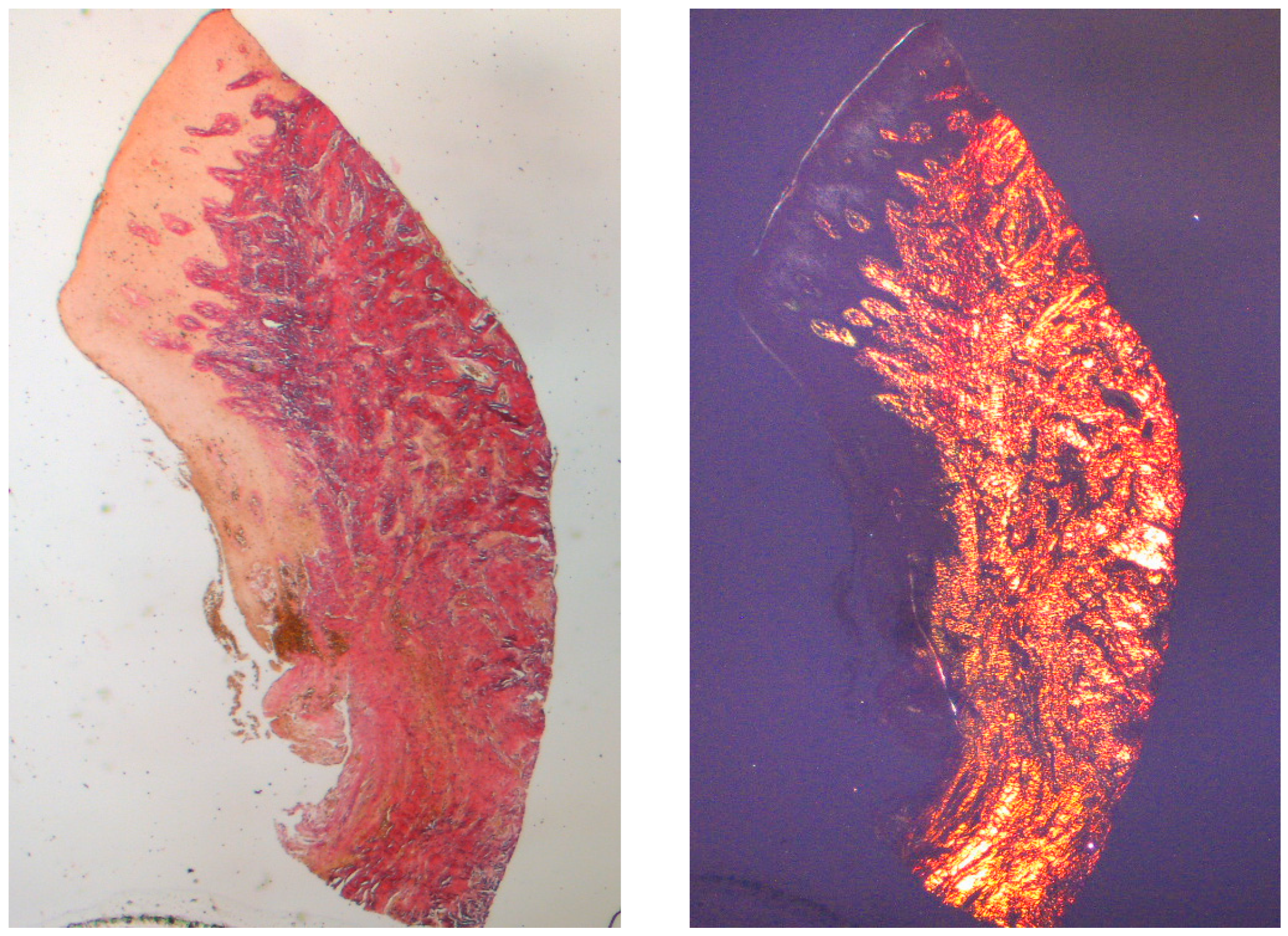 Dentistry 13 00154 g003