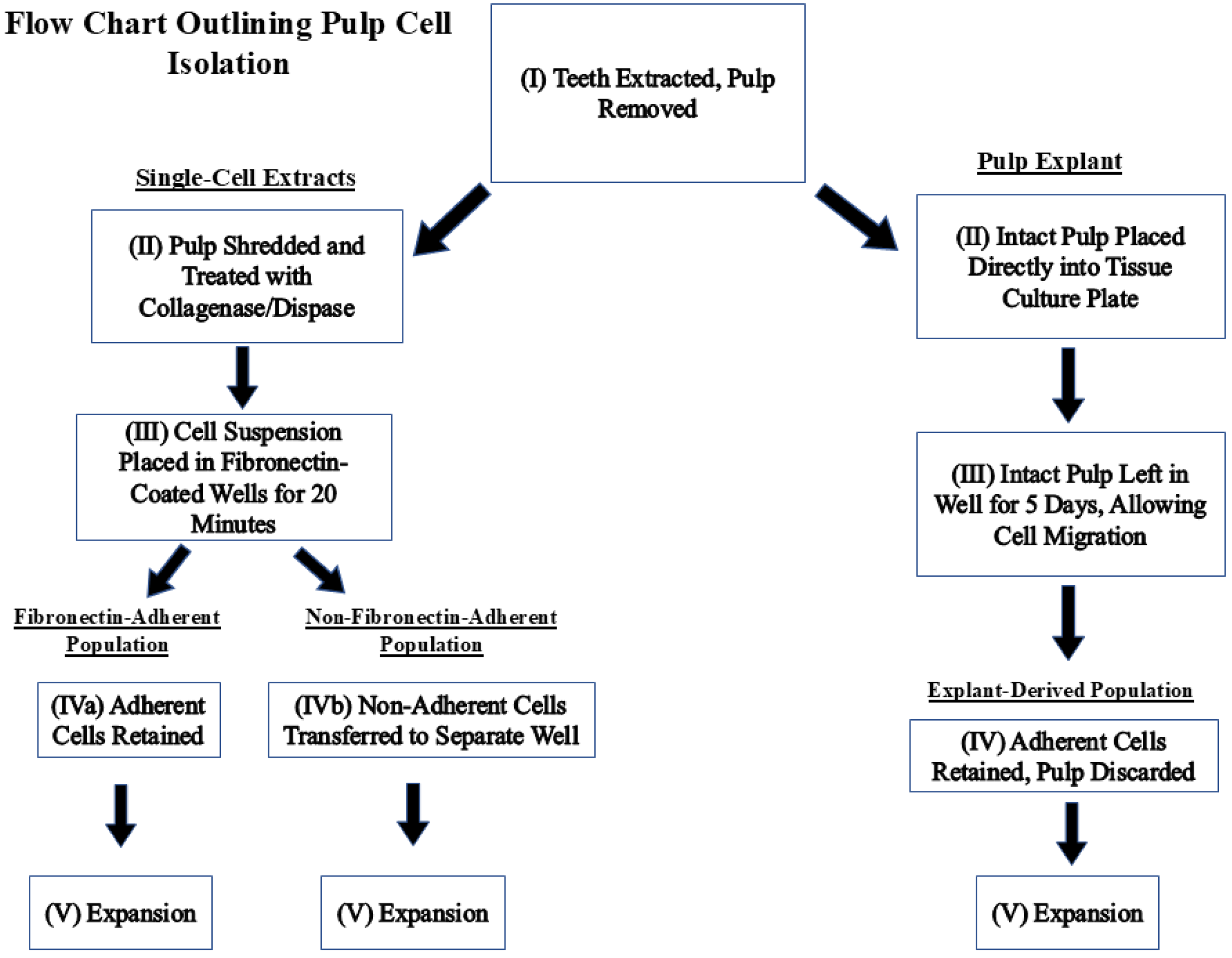 Dentistry 13 00159 g001