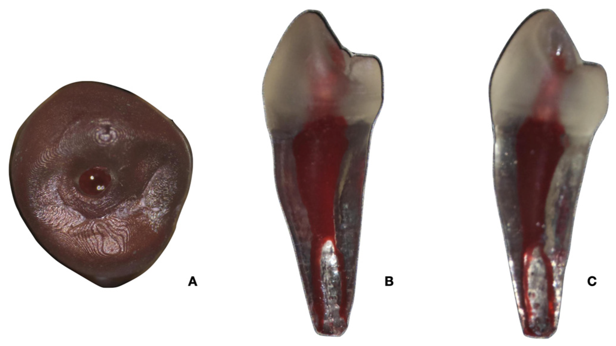 Dentistry 13 00175 g001