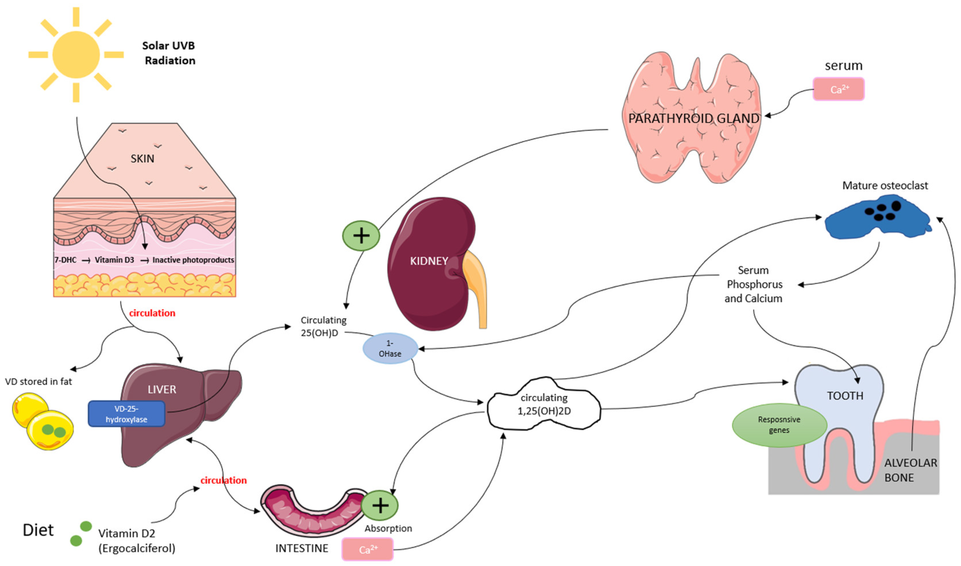 Dentistry 13 00178 g001