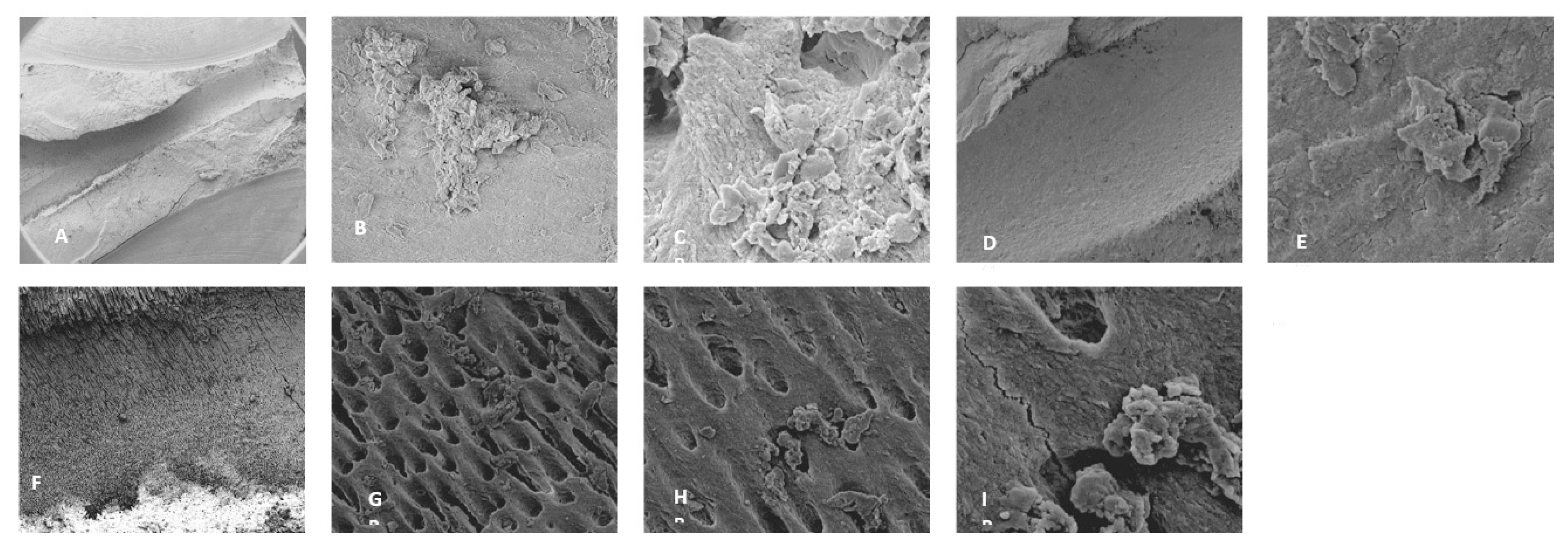 Dentistry 13 00195 g002