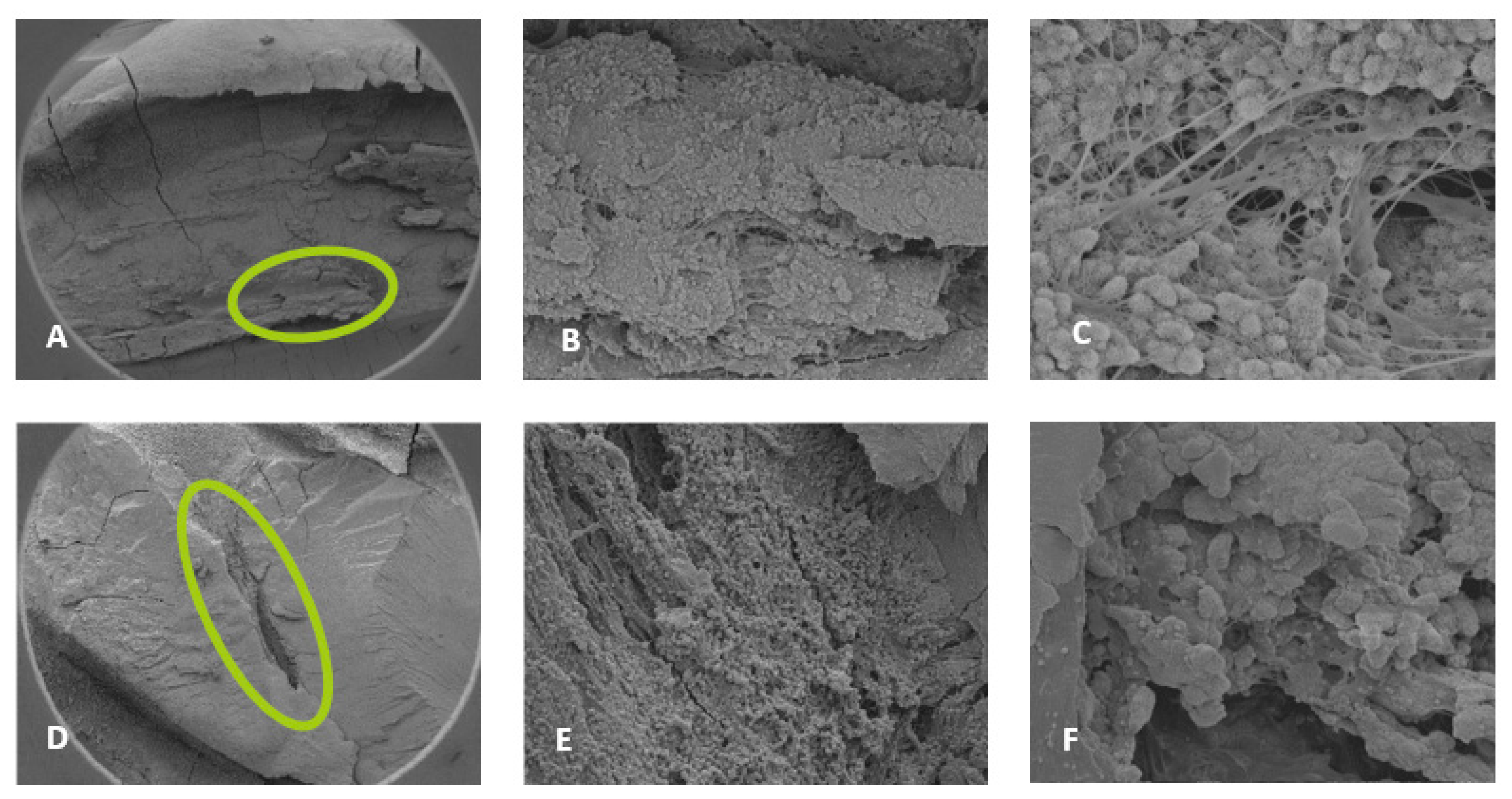 Dentistry 13 00195 g003