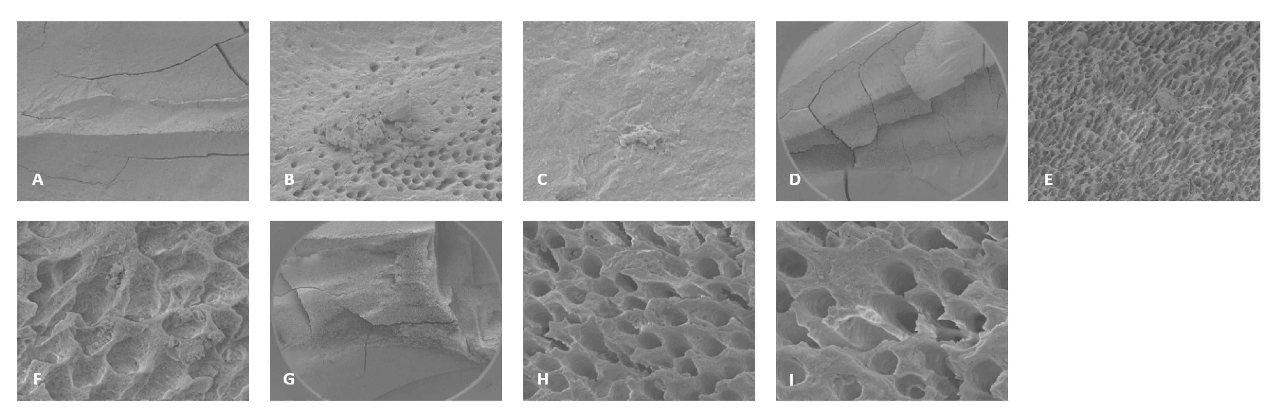 Dentistry 13 00195 g004