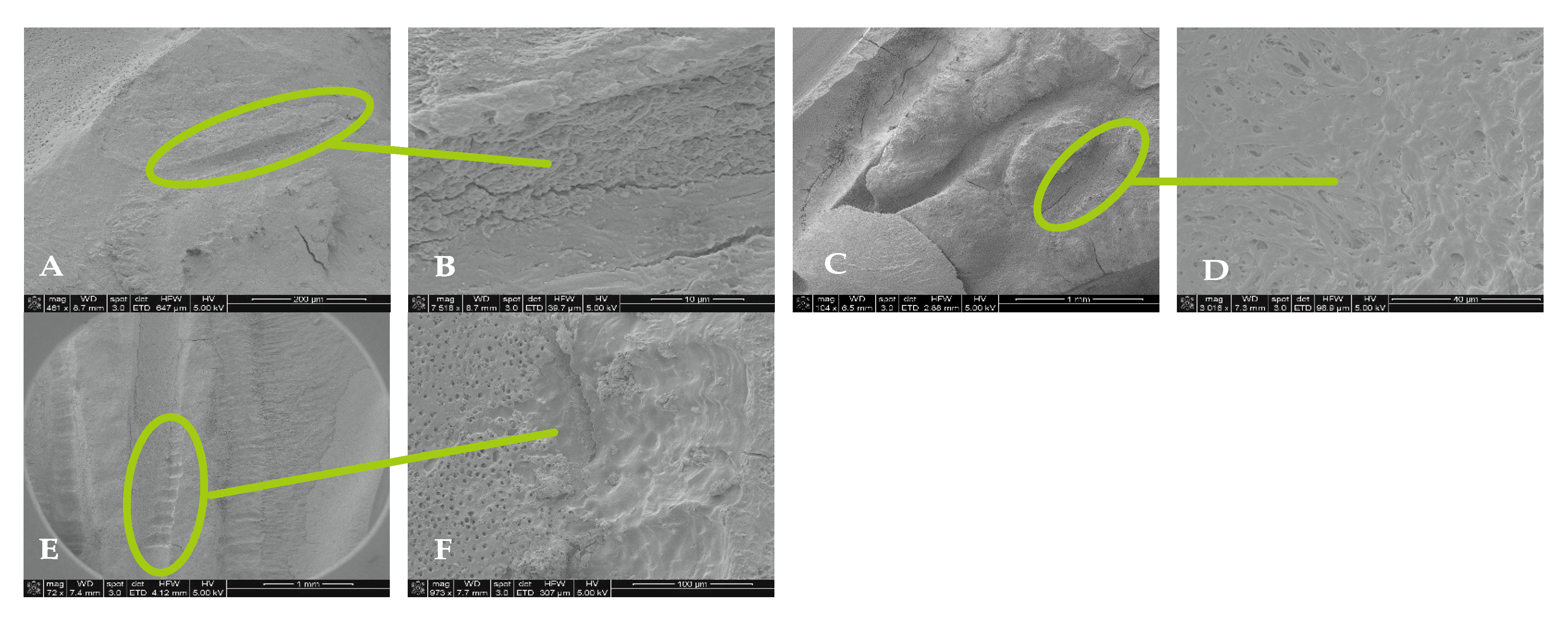 Dentistry 13 00195 g008