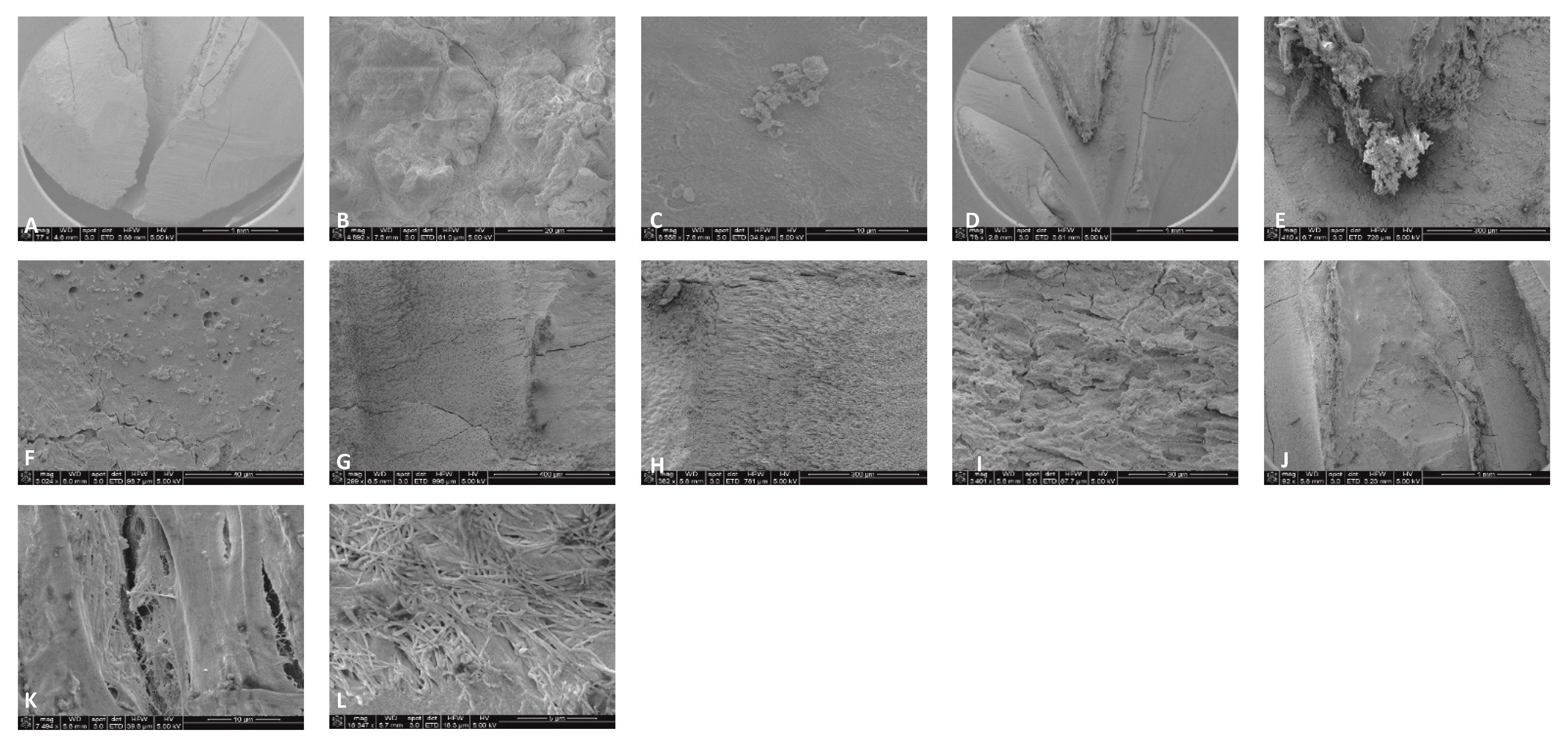 Dentistry 13 00195 g009