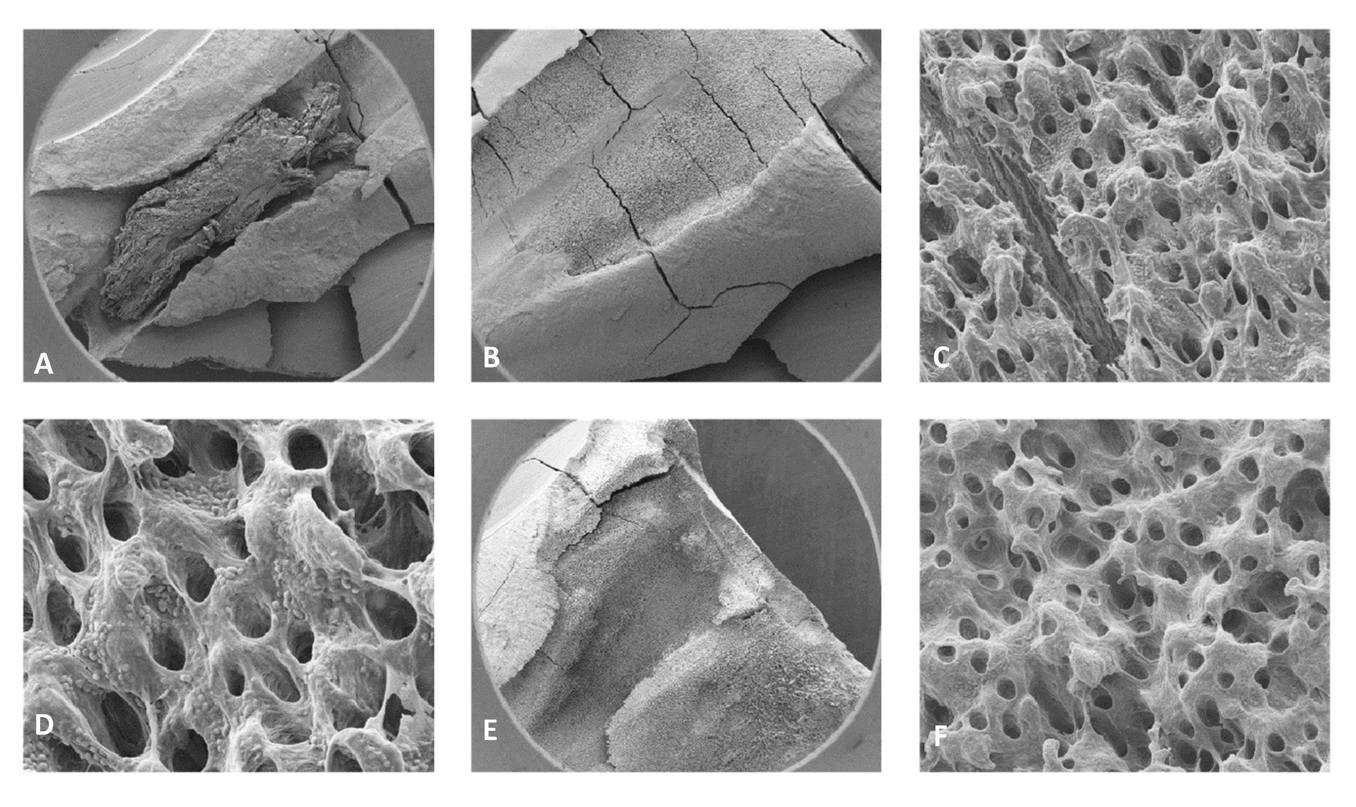 Dentistry 13 00195 g010