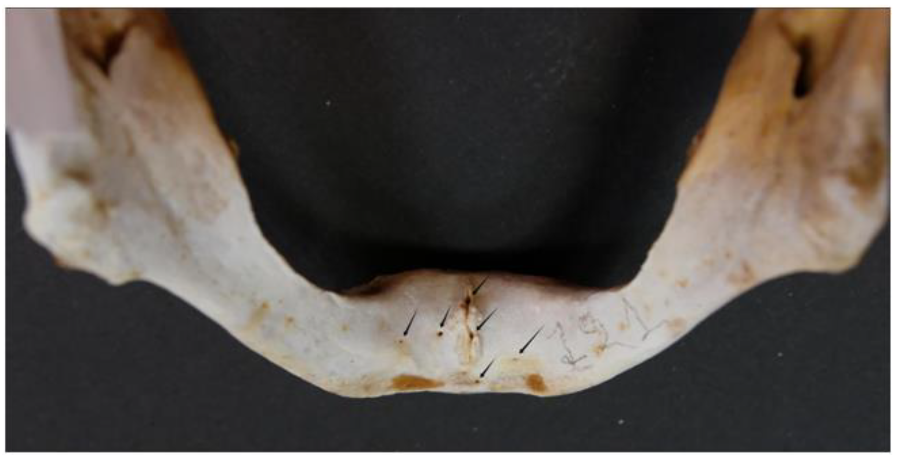 Dentistry 13 00218 g004