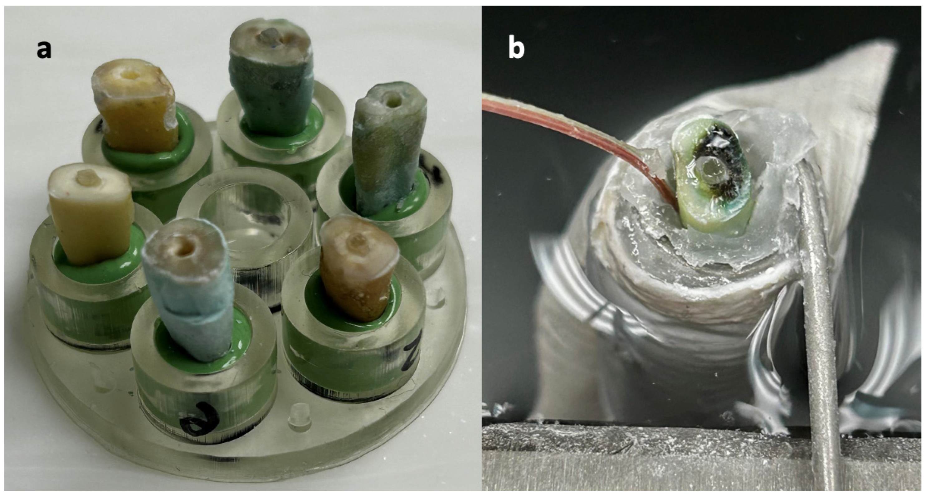 Dentistry 13 00234 g001