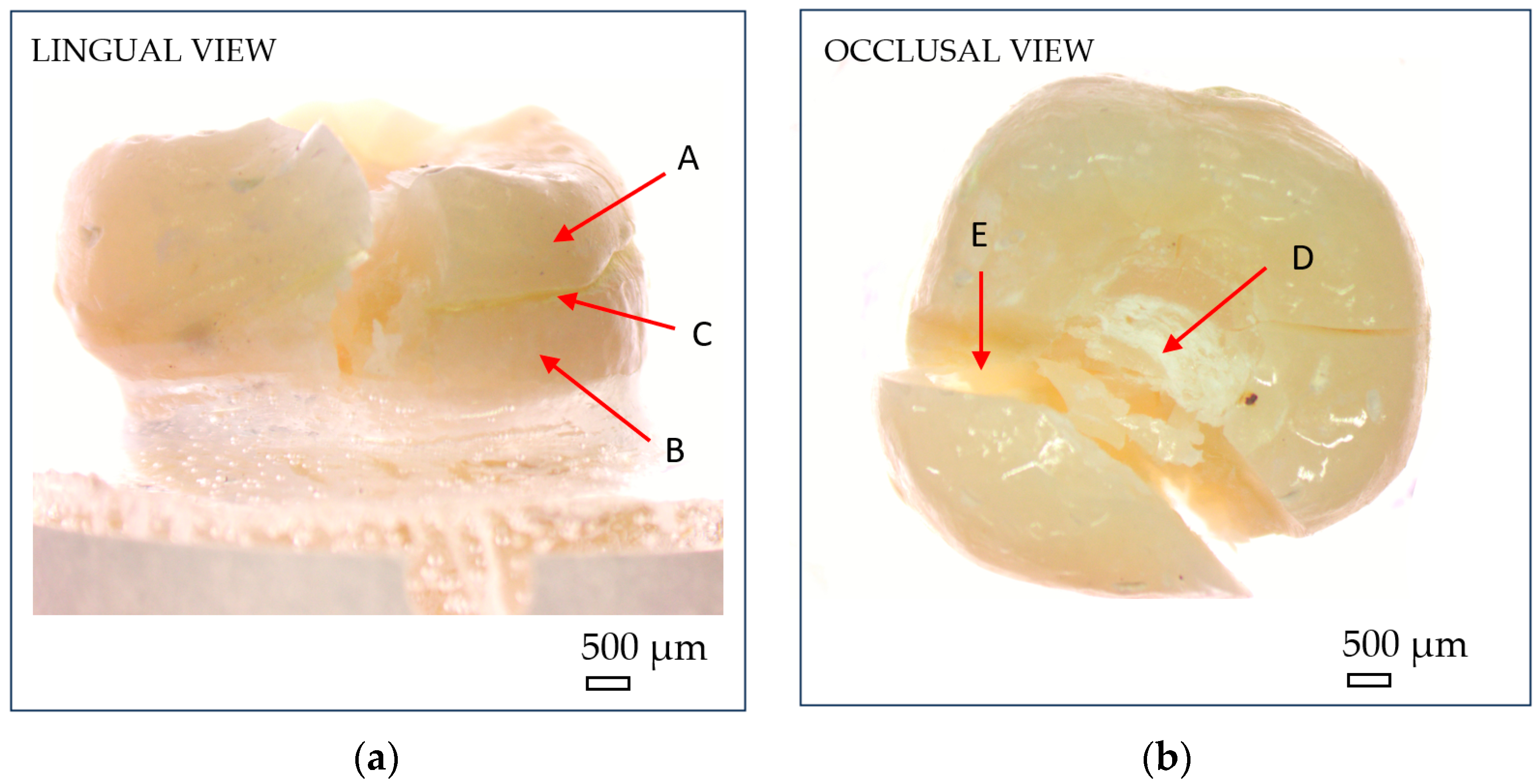 Dentistry 13 00263 g007