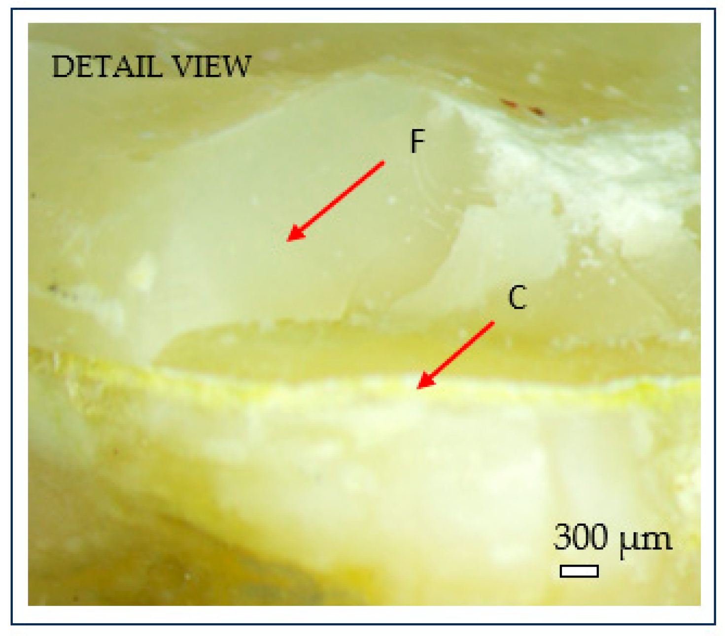 Dentistry 13 00263 g008