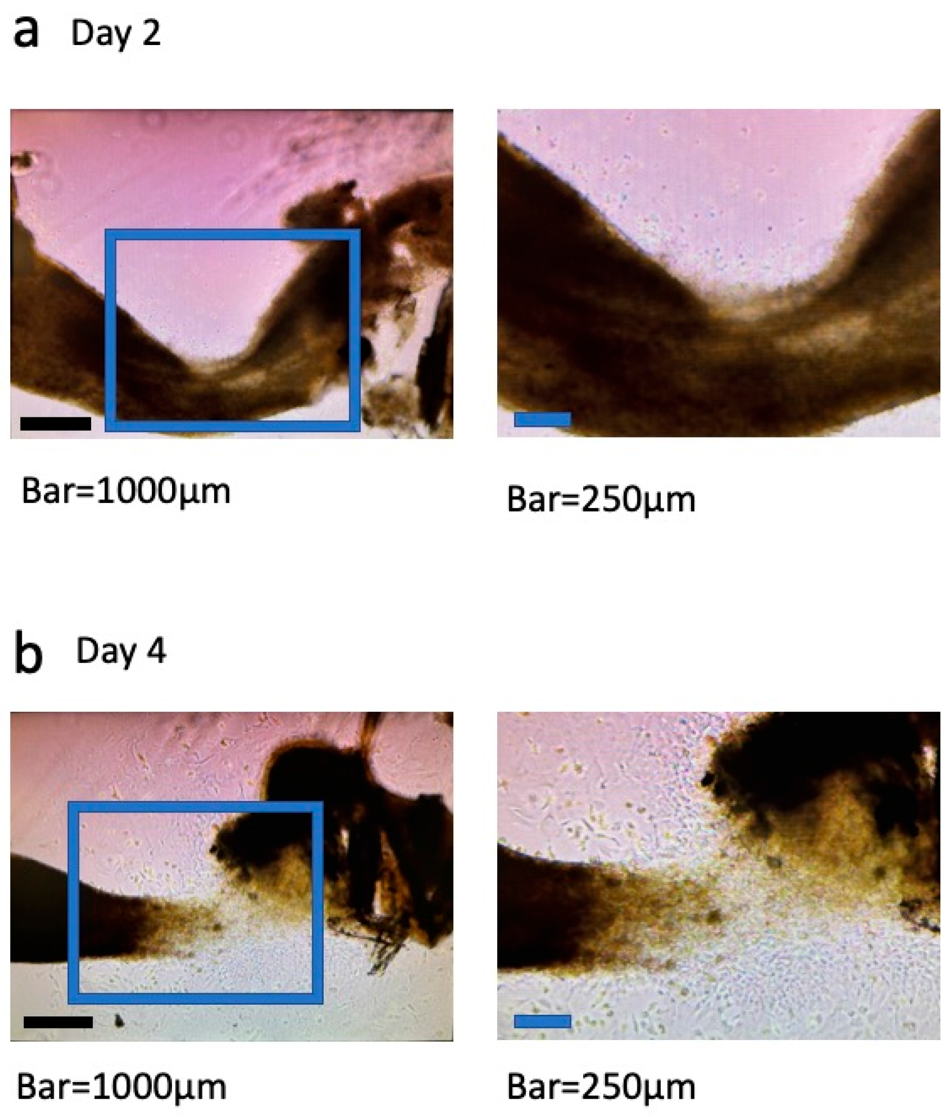 Dentistry 13 00270 g002