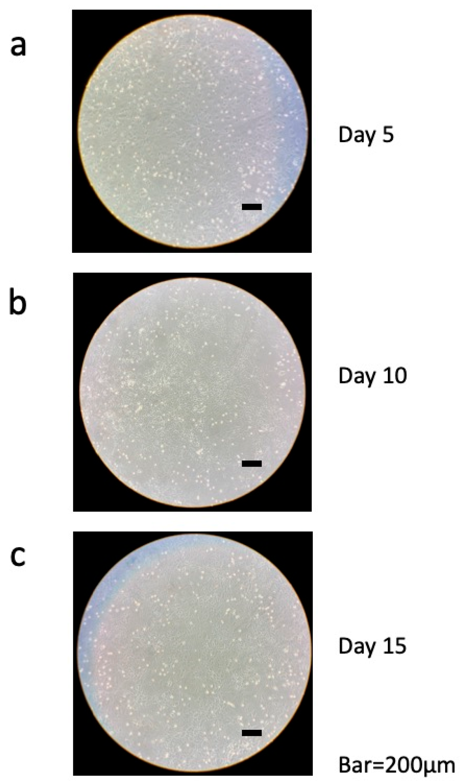 Dentistry 13 00270 g003