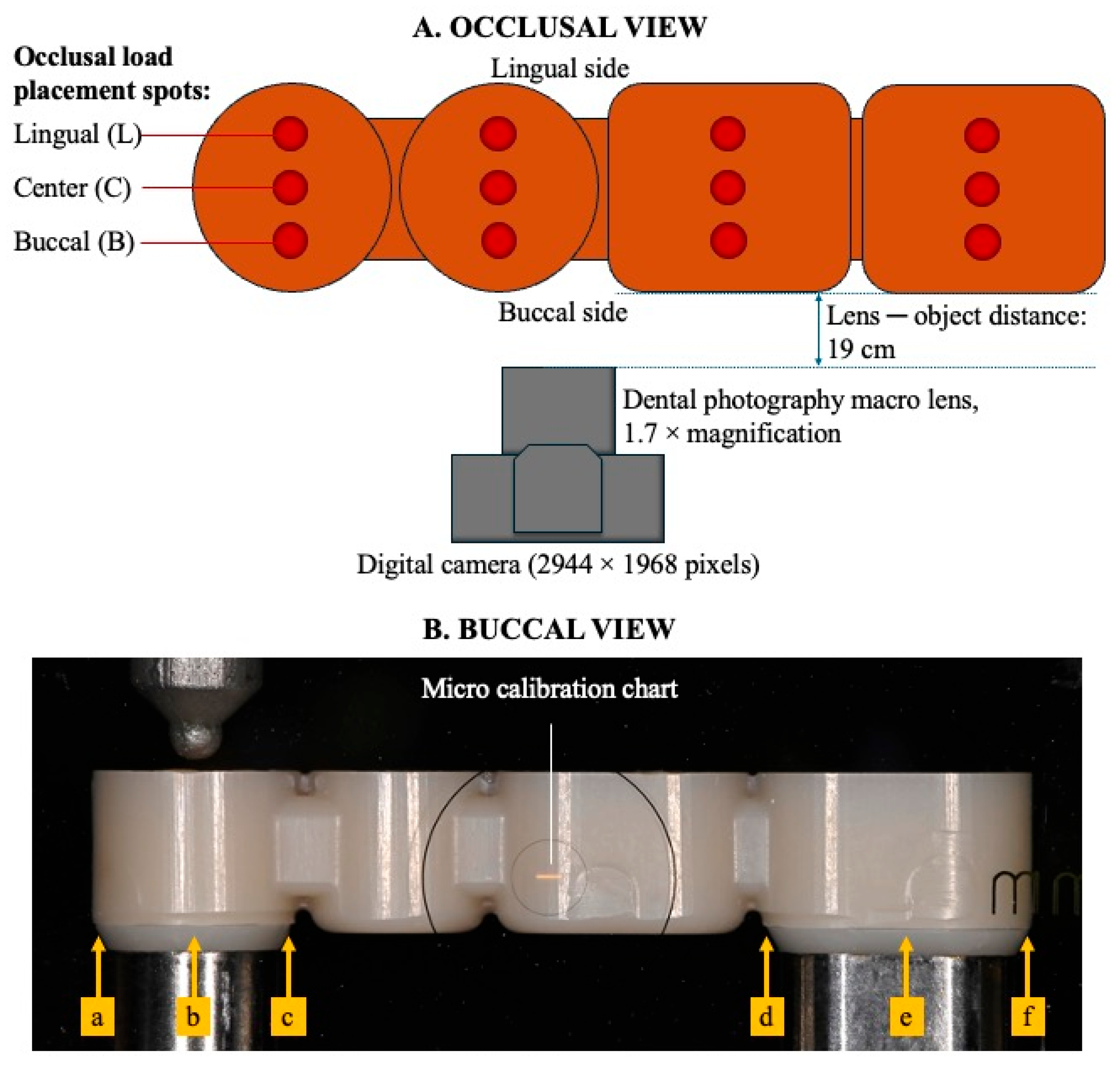 Dentistry 13 00278 g003