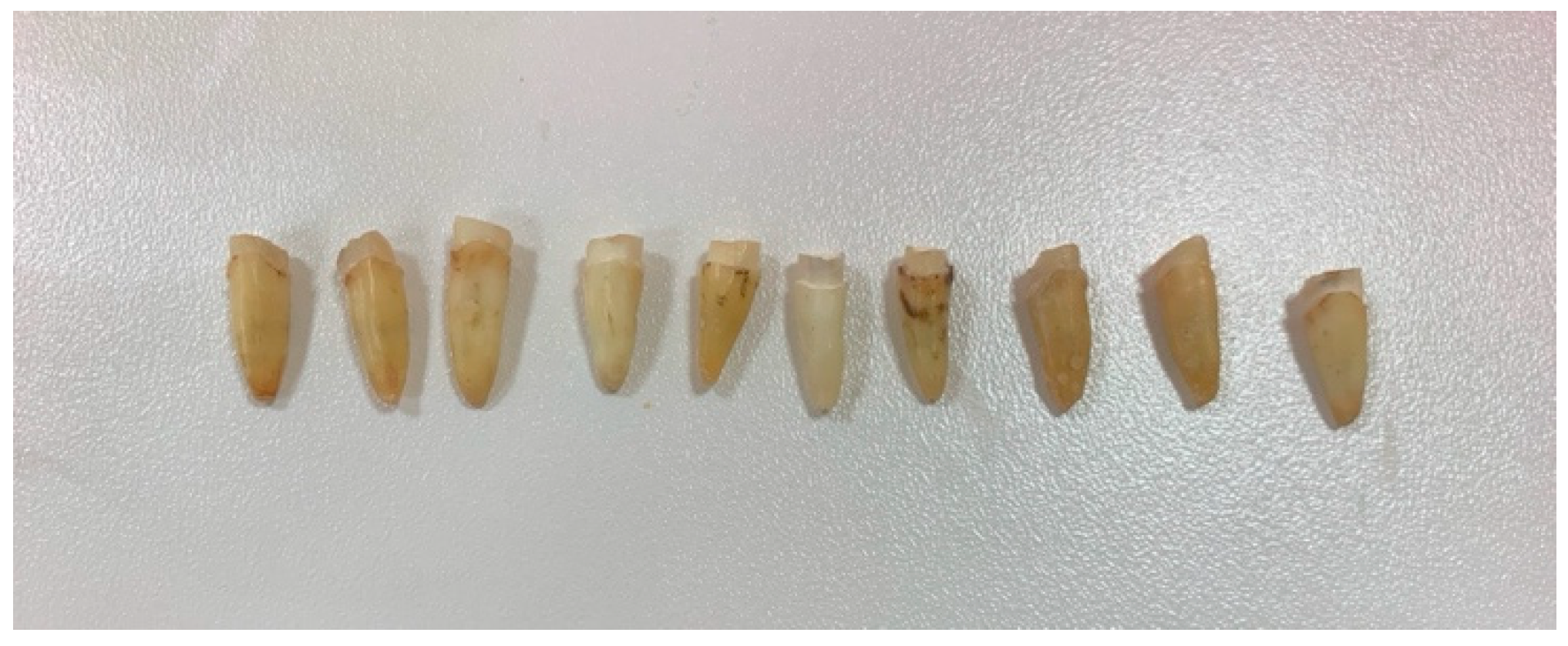 Dentistry 13 00290 g001 Dentistry 13 00290 g001