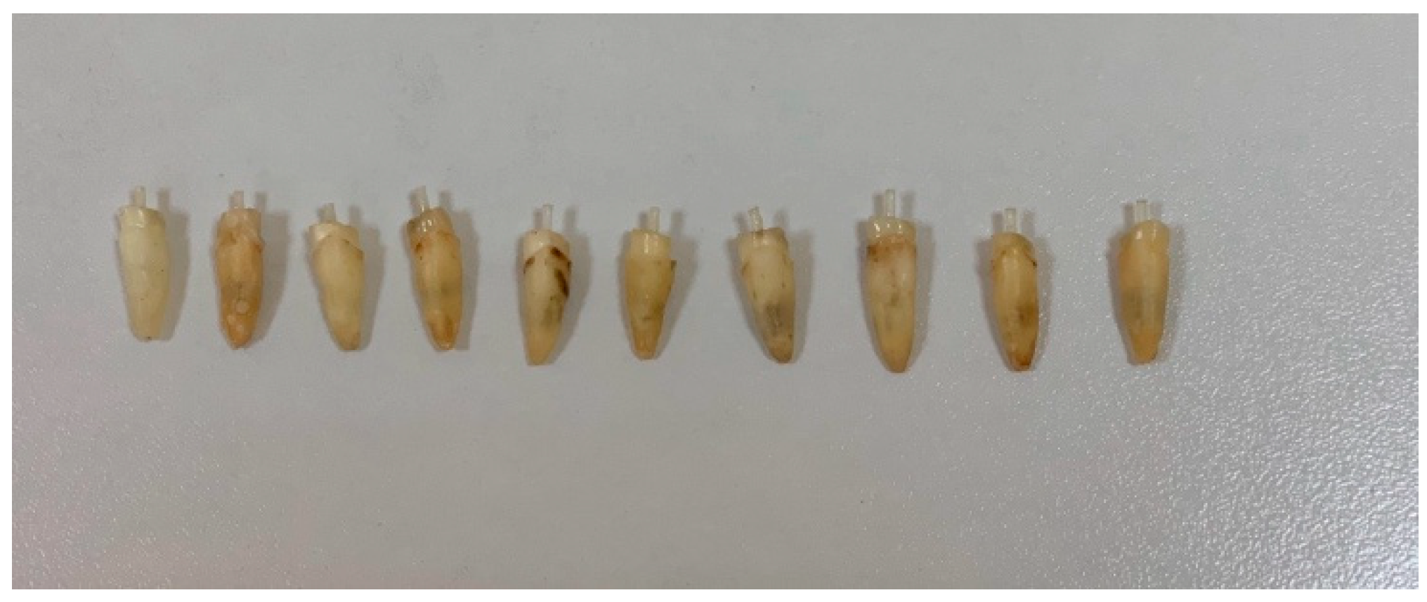 Dentistry 13 00290 g002 Dentistry 13 00290 g002