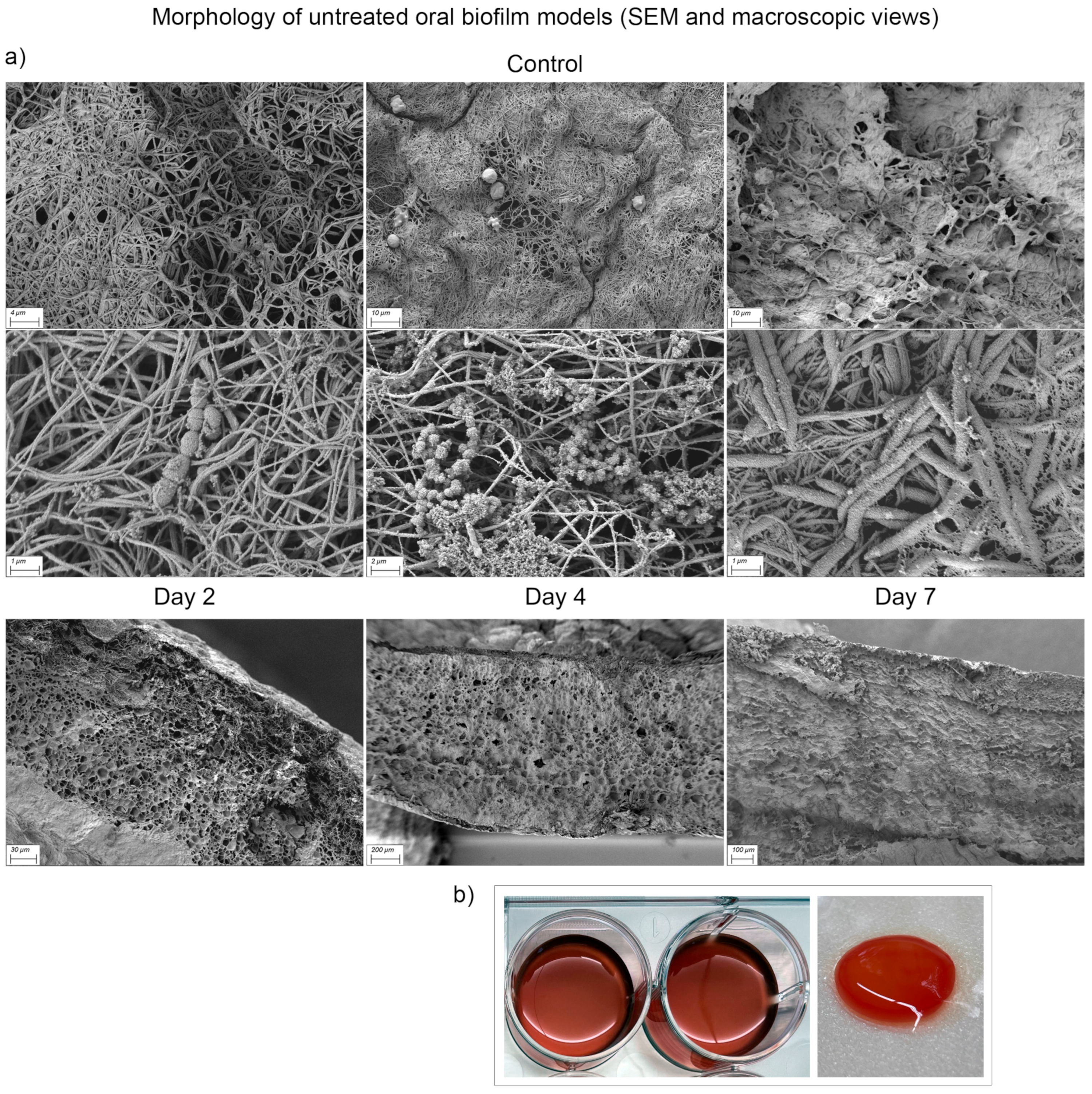 Dentistry 13 00324 g007