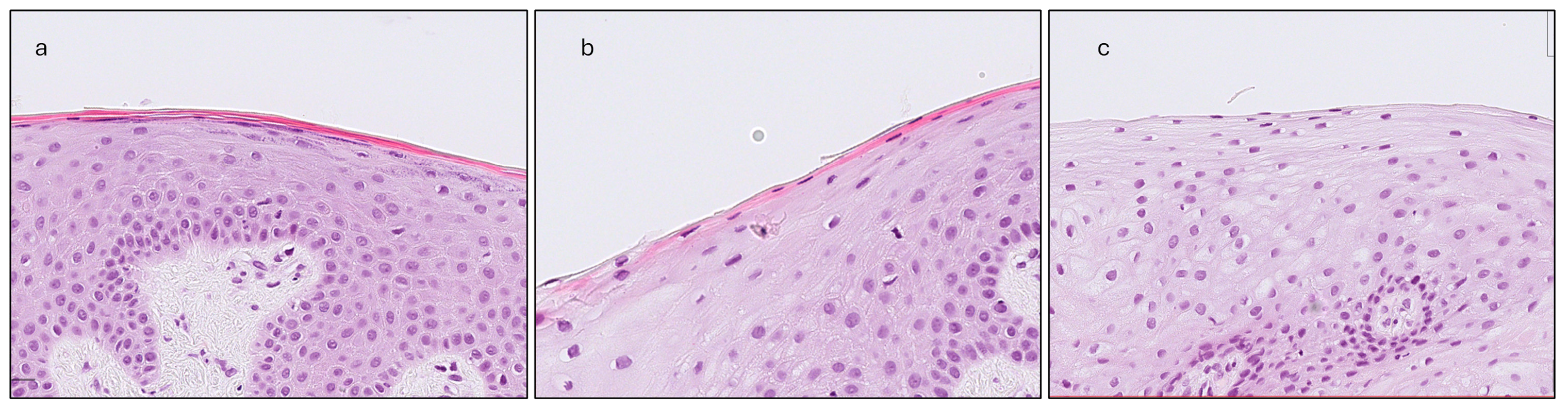 Dentistry 13 00350 g004