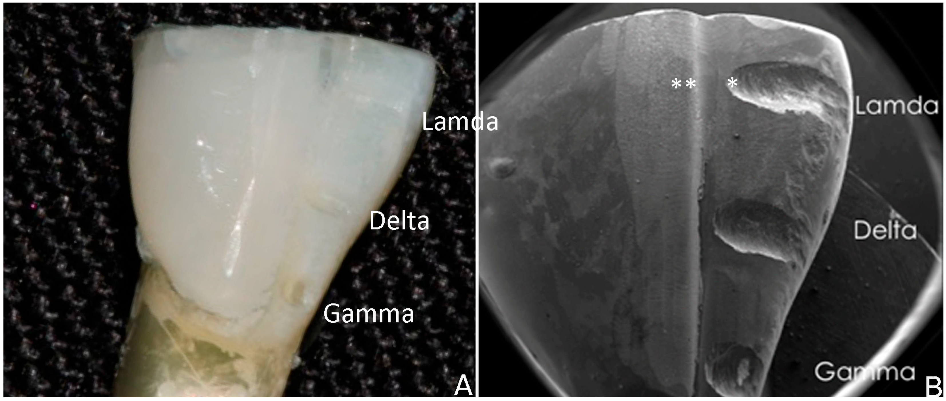 Dentistry 13 00358 g001