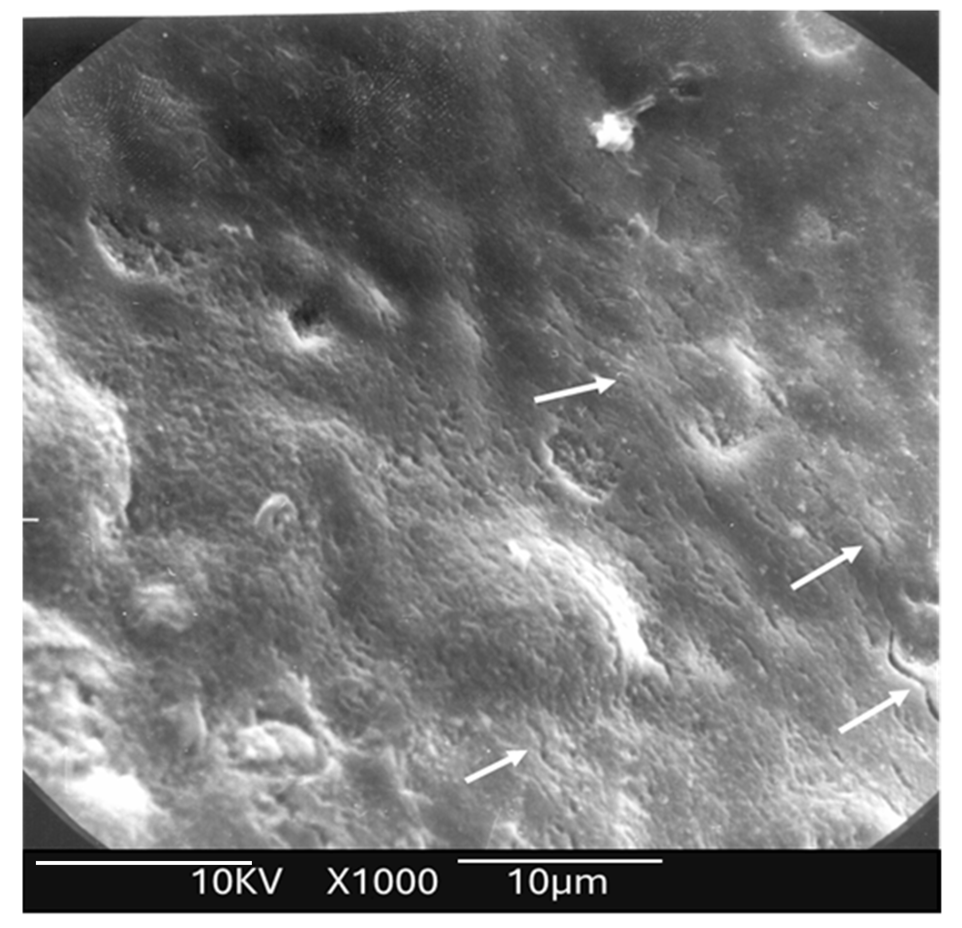 Dentistry 13 00376 g004