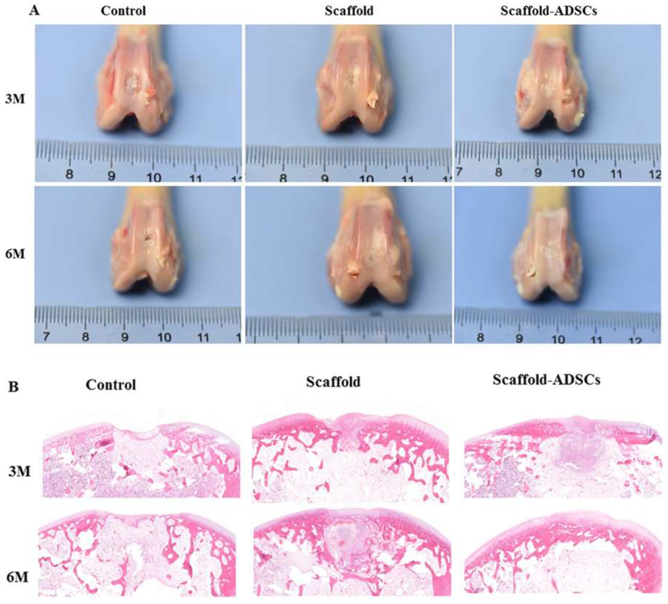Dentistry 13 00396 g002