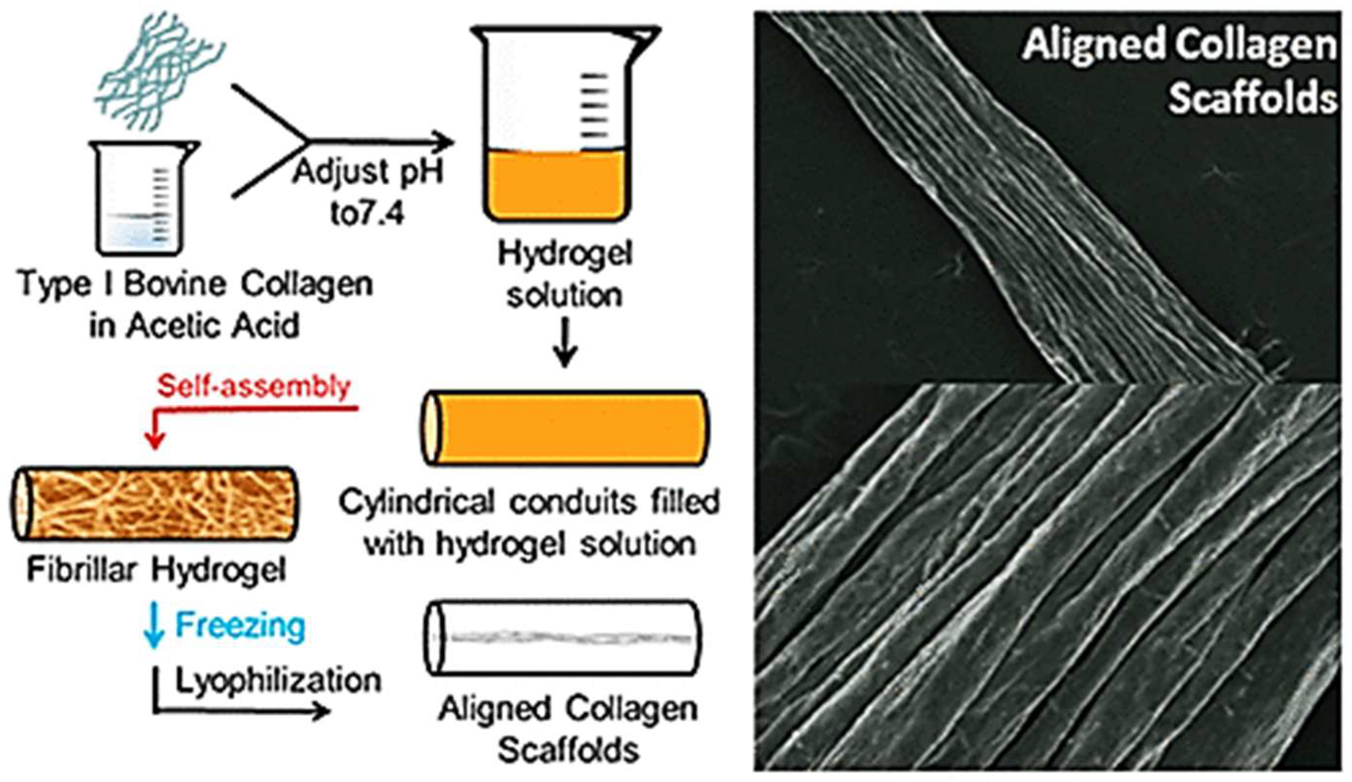 Dentistry 13 00396 g004