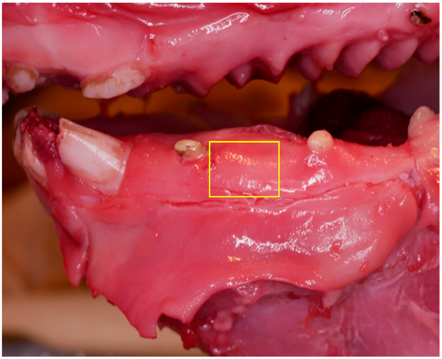Dentistry 13 00397 g001 Dentistry 13 00397 g001