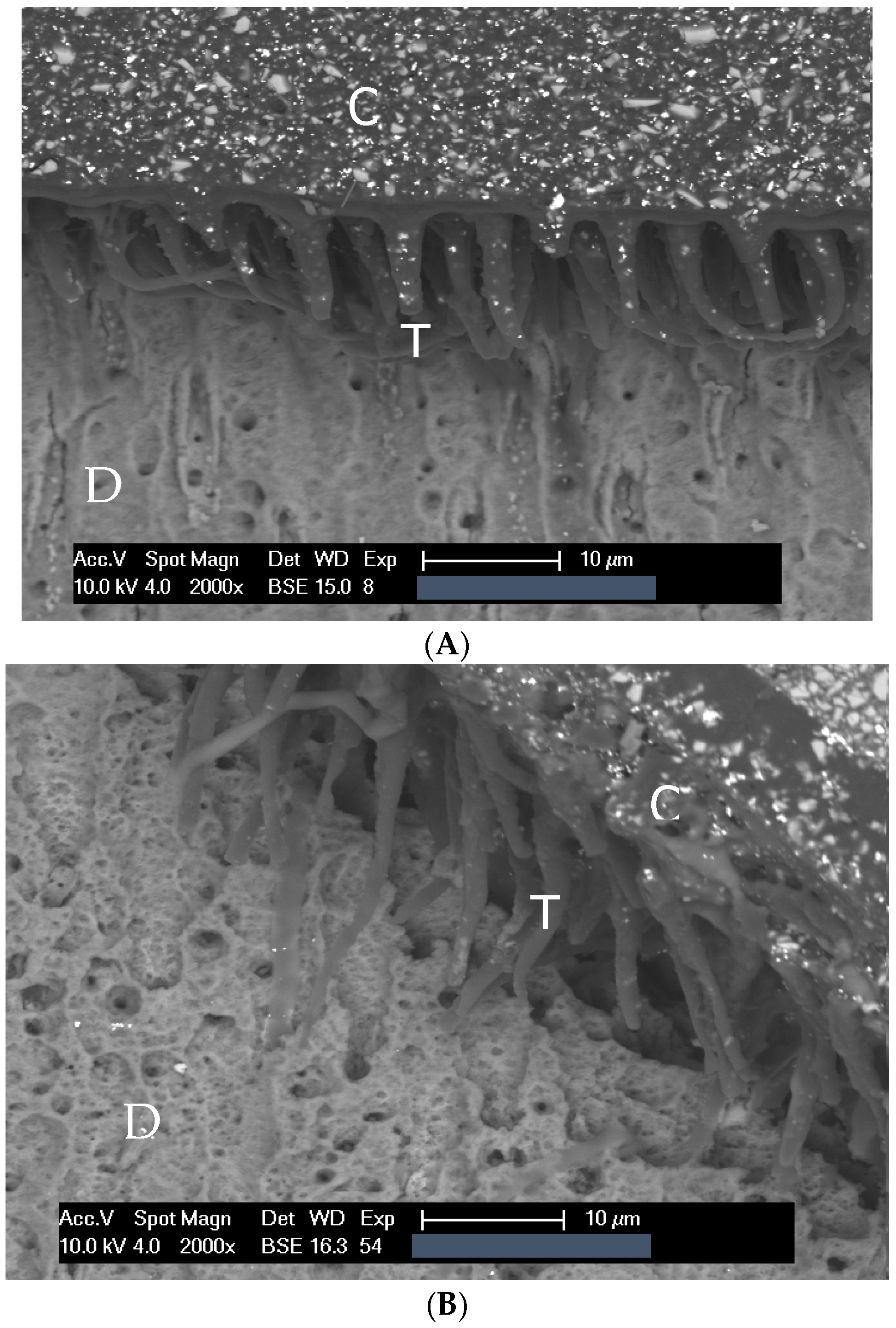 Dentistry 13 00406 g001a