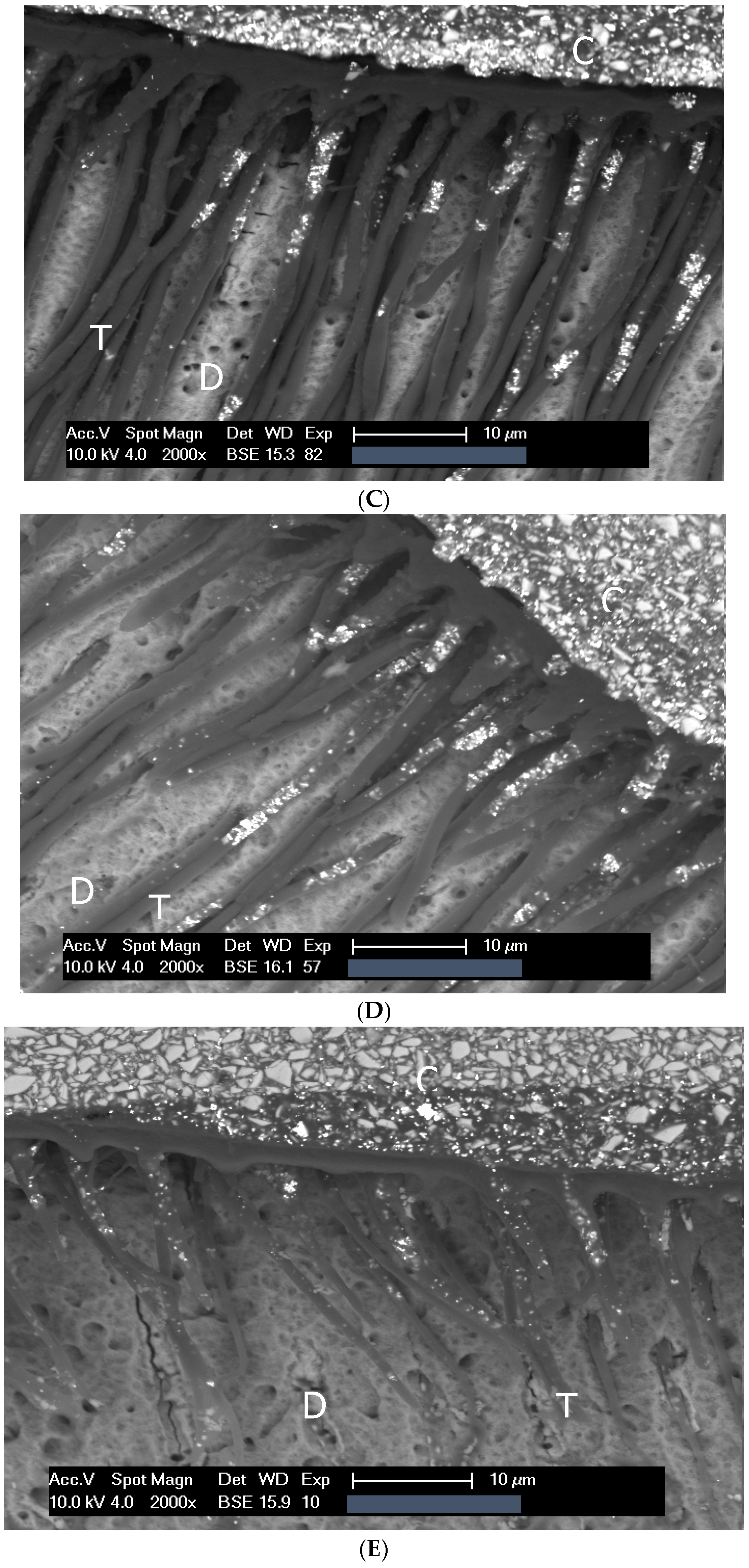 Dentistry 13 00406 g001b