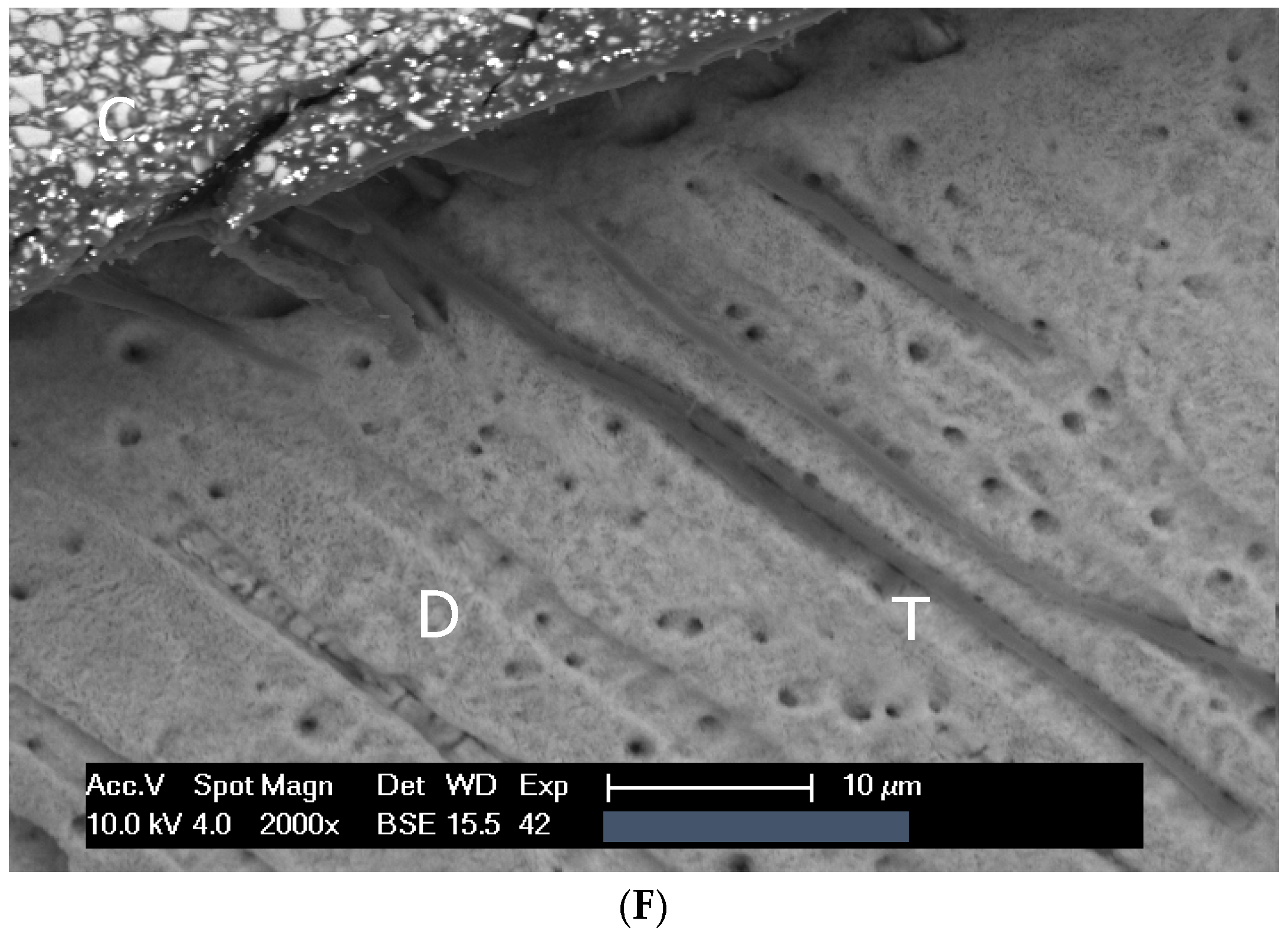 Dentistry 13 00406 g001c