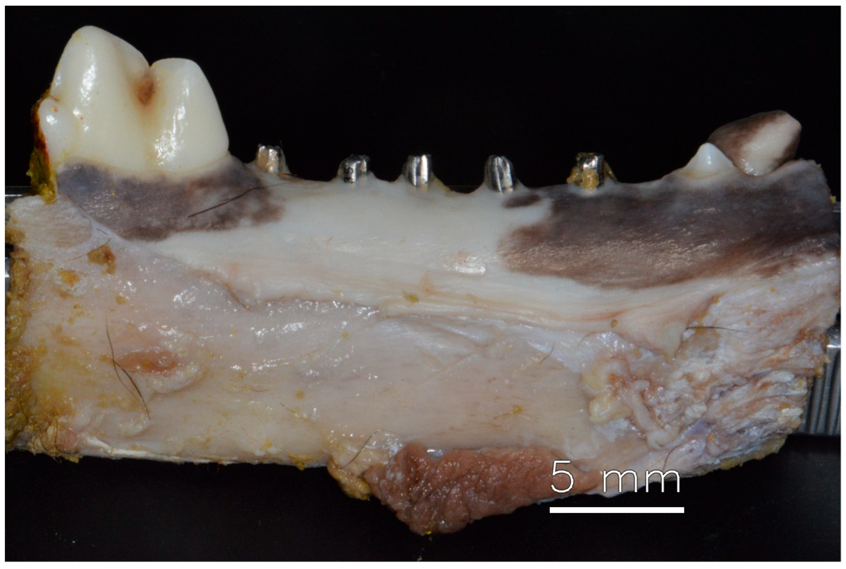 Dentistry 13 00463 g002