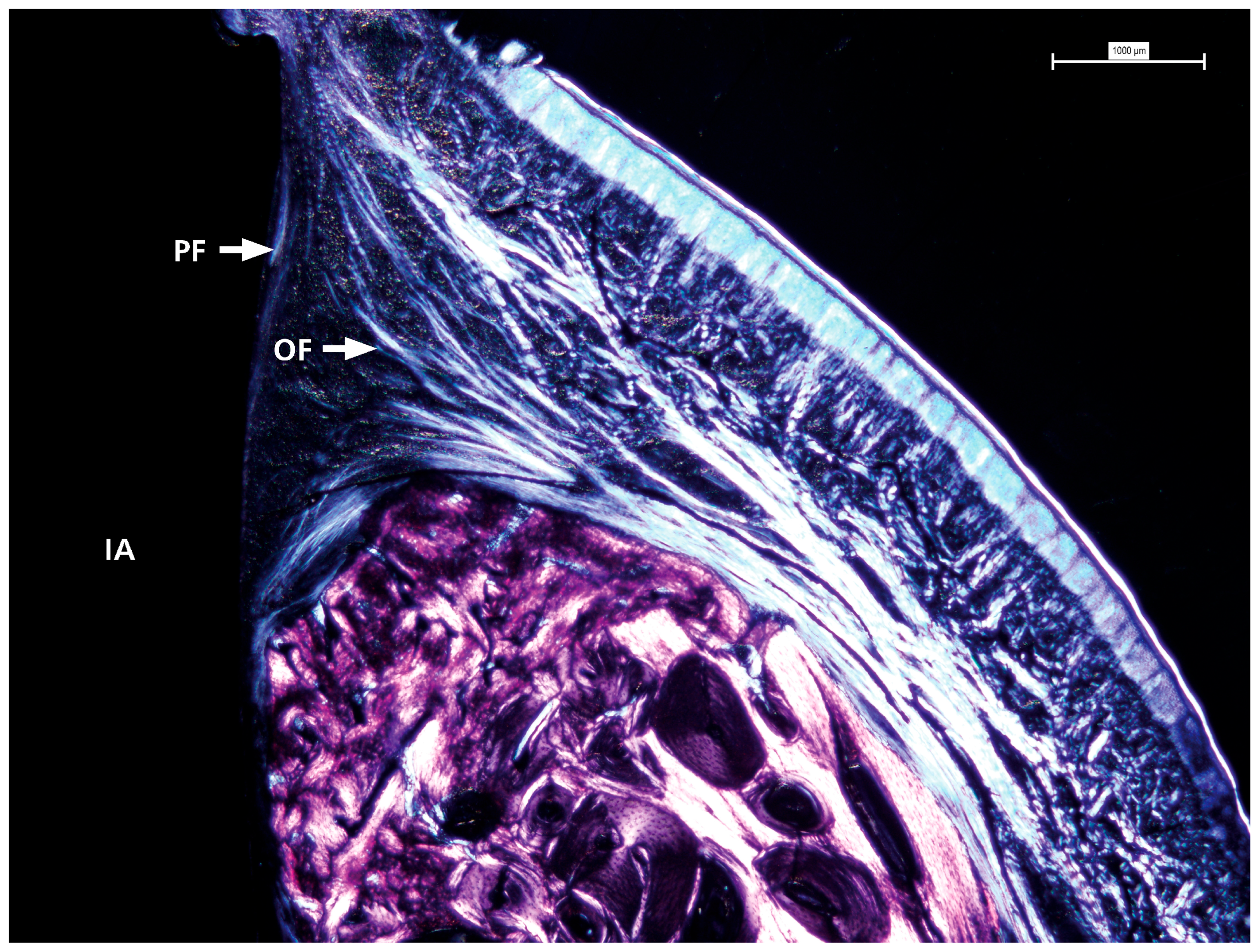 Dentistry 13 00463 g005