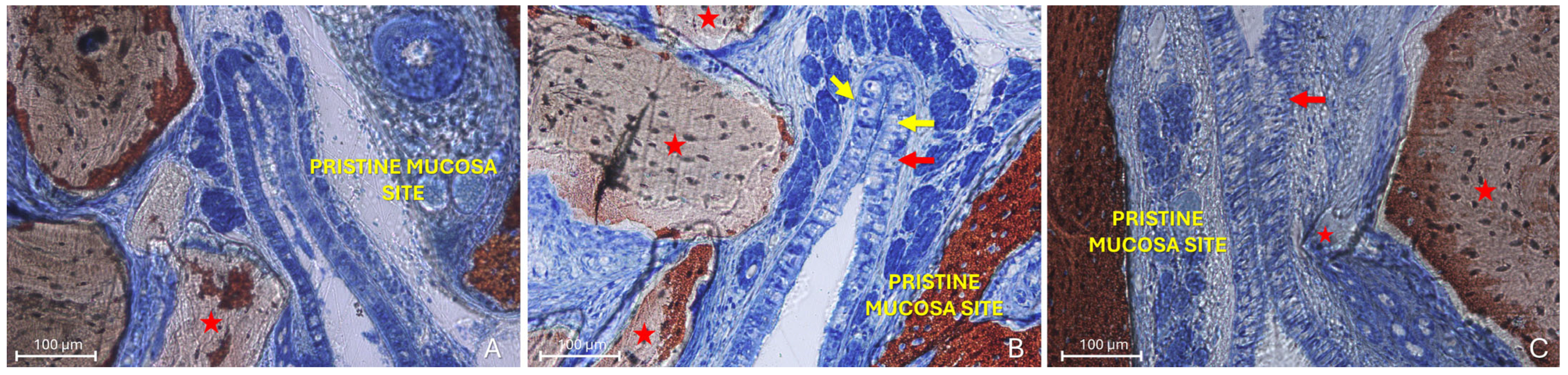 Dentistry 13 00472 g005