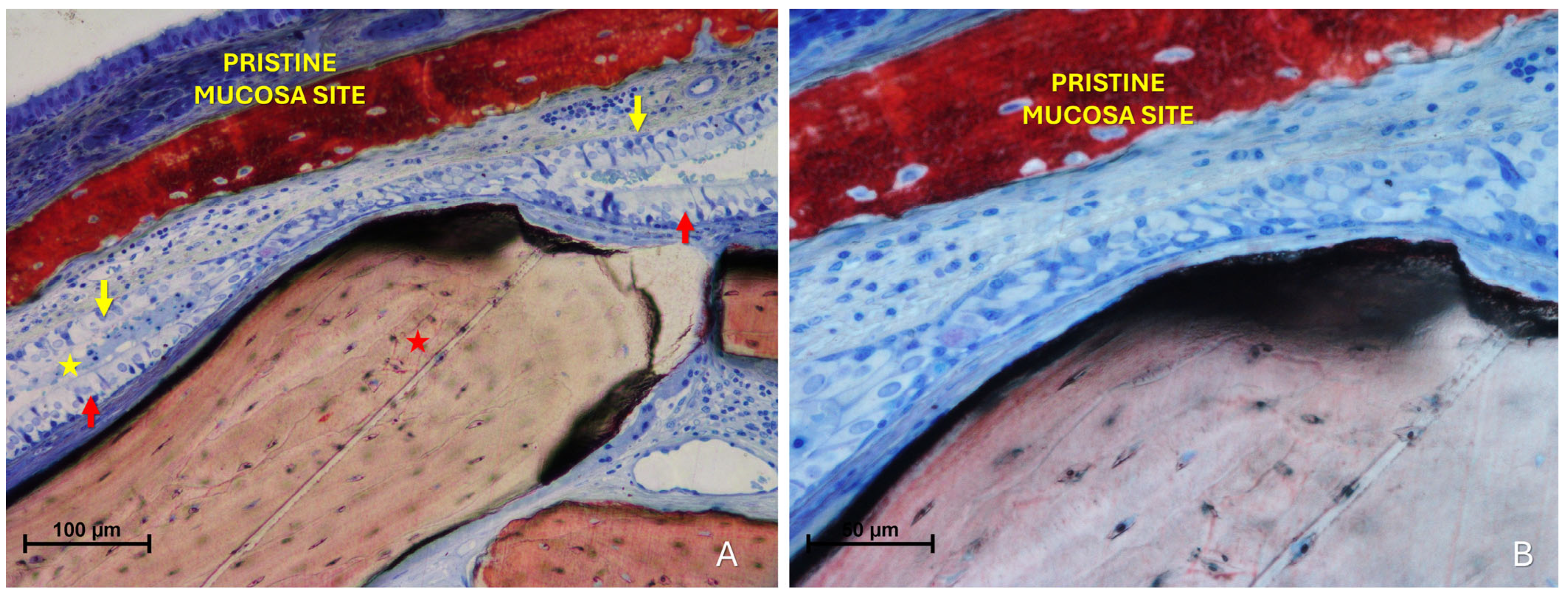Dentistry 13 00472 g007