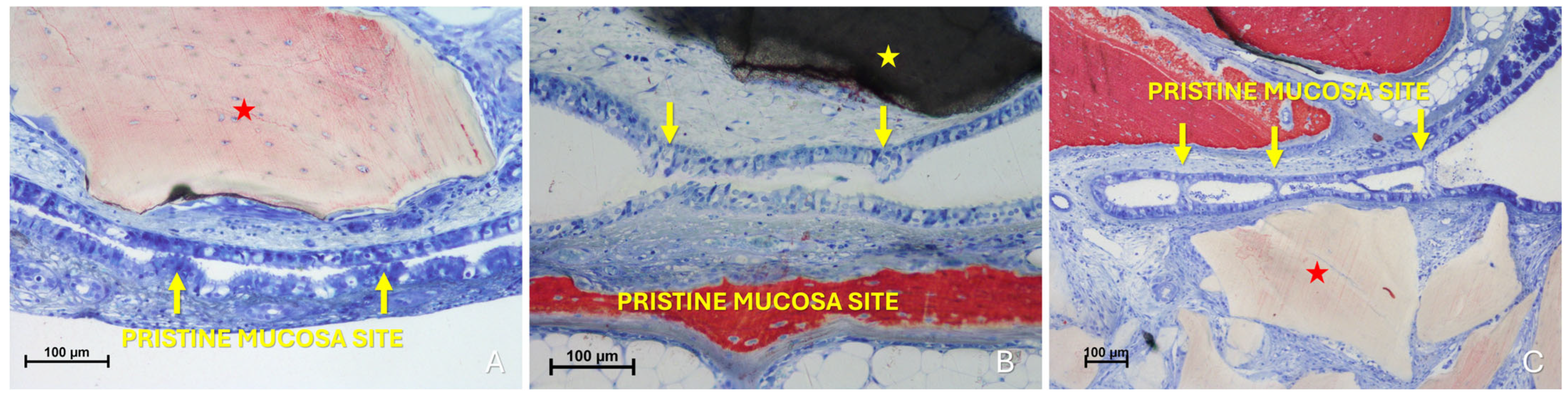 Dentistry 13 00472 g010